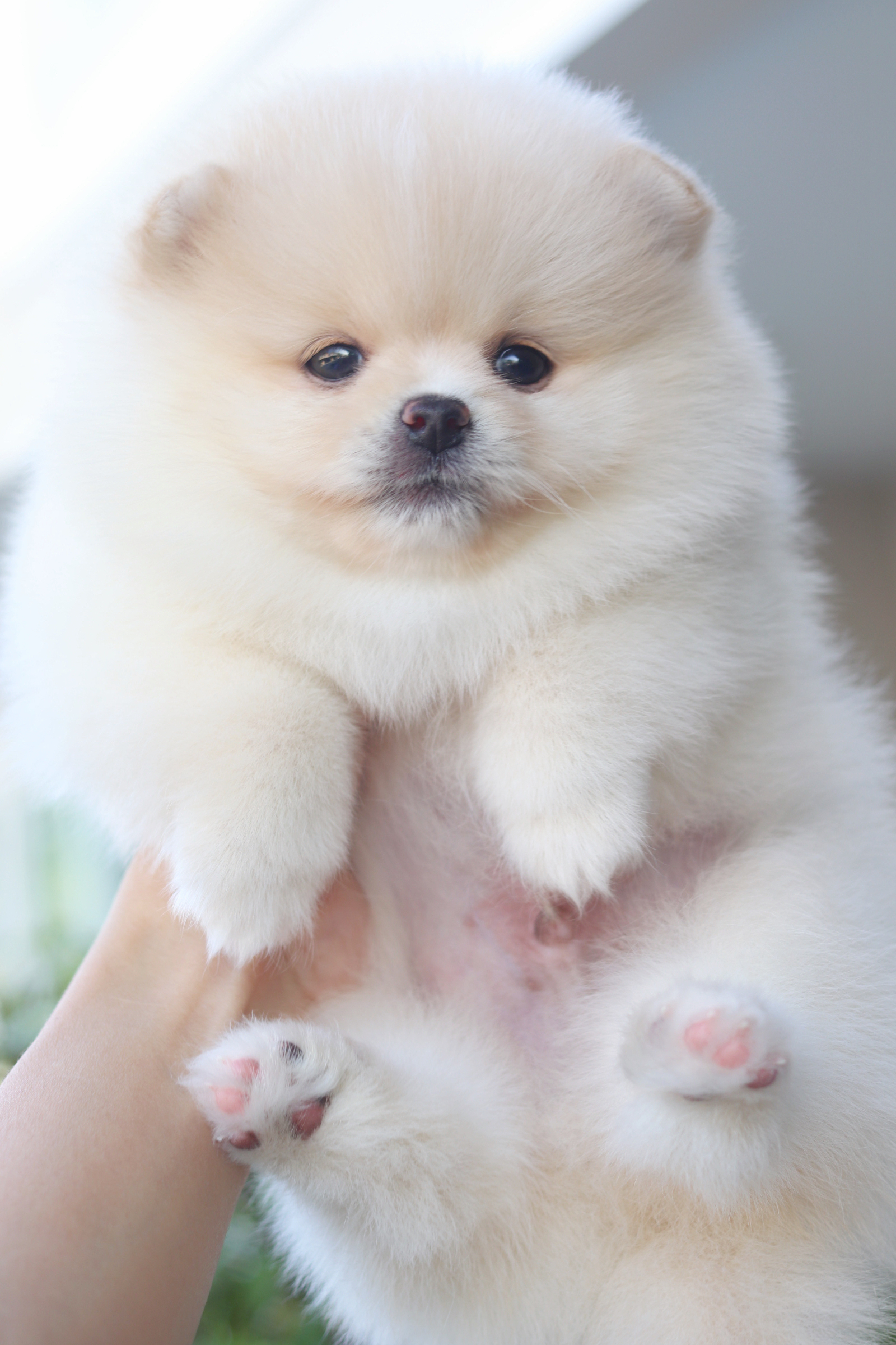 ปอมเมอเรเนียน เพศผู้สีครีม