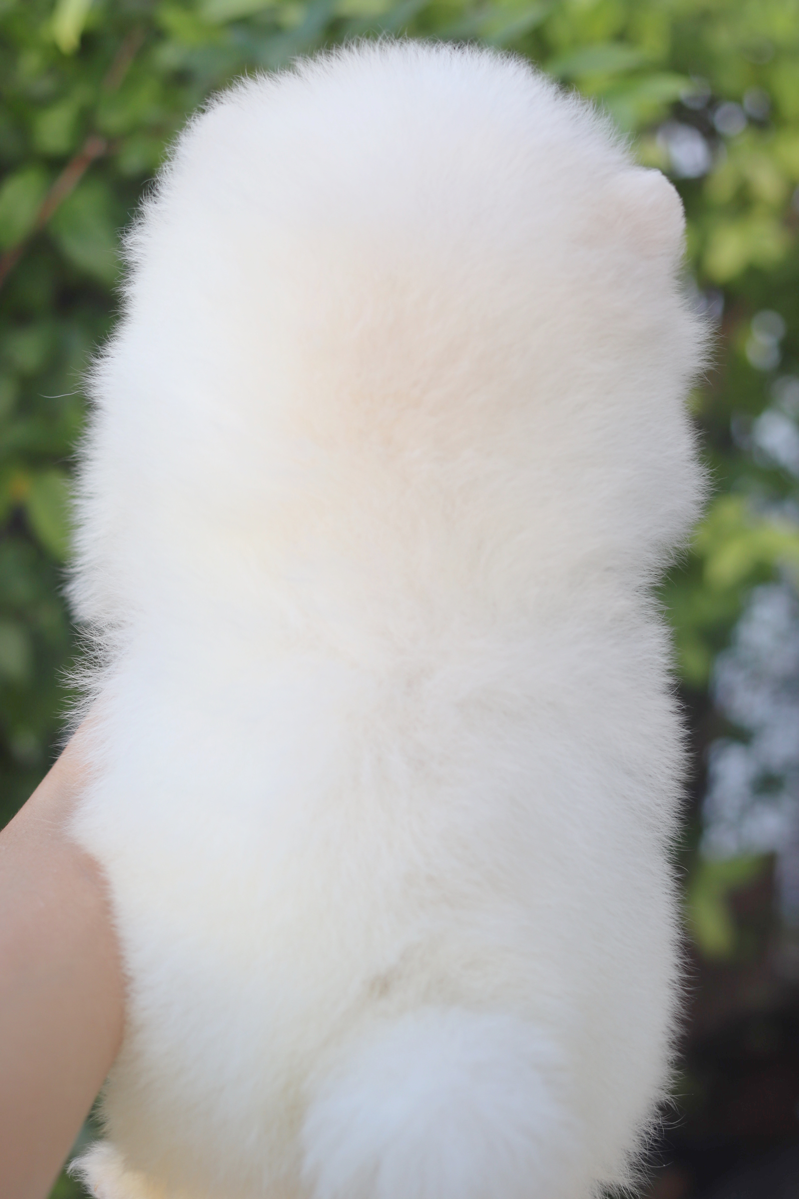 ปอมเมอเรเนียน เพศผู้สีขาวครีมเกรดโชว์