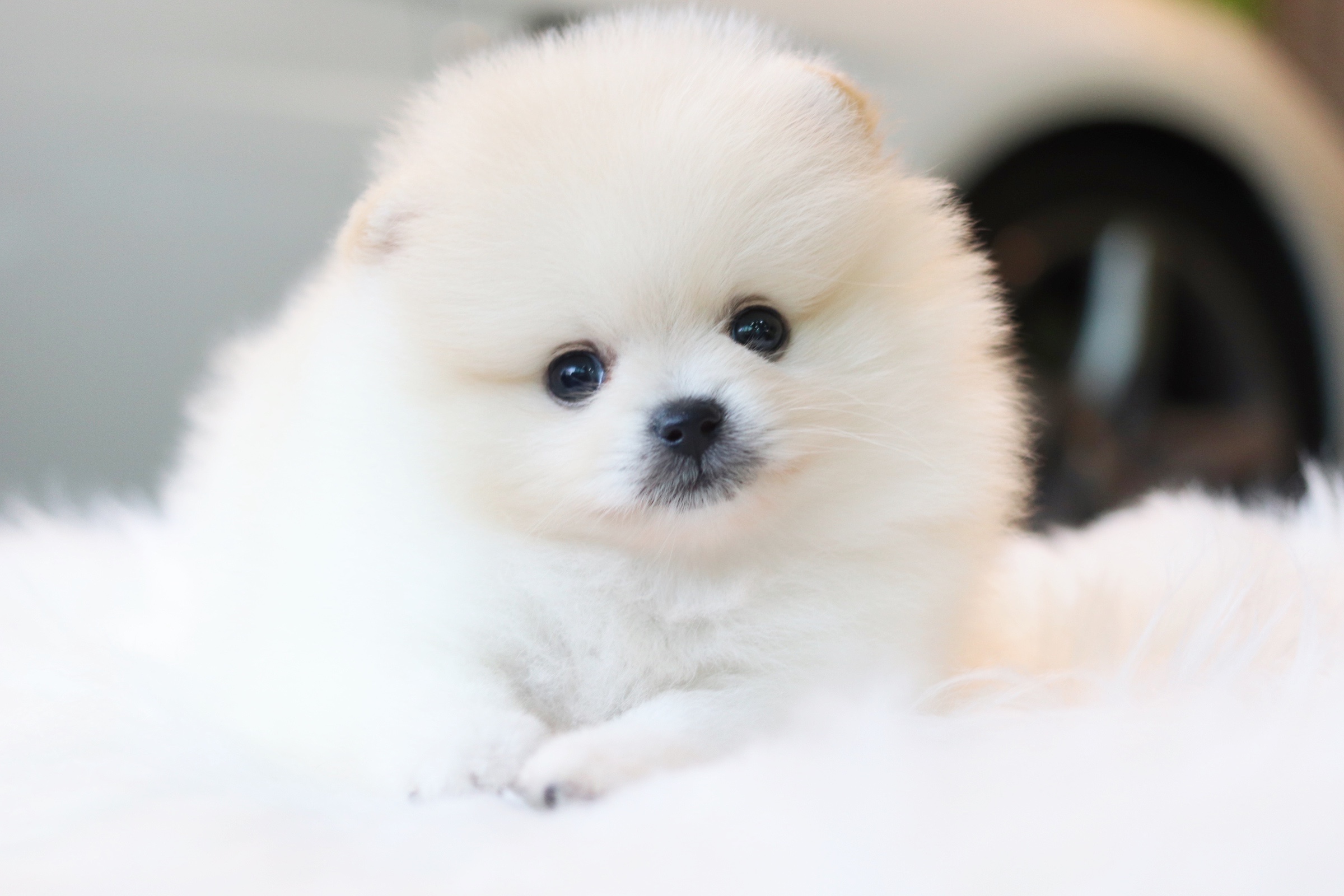 ปอมเมอเรเนียน เพศผู้ สีขาวครีม