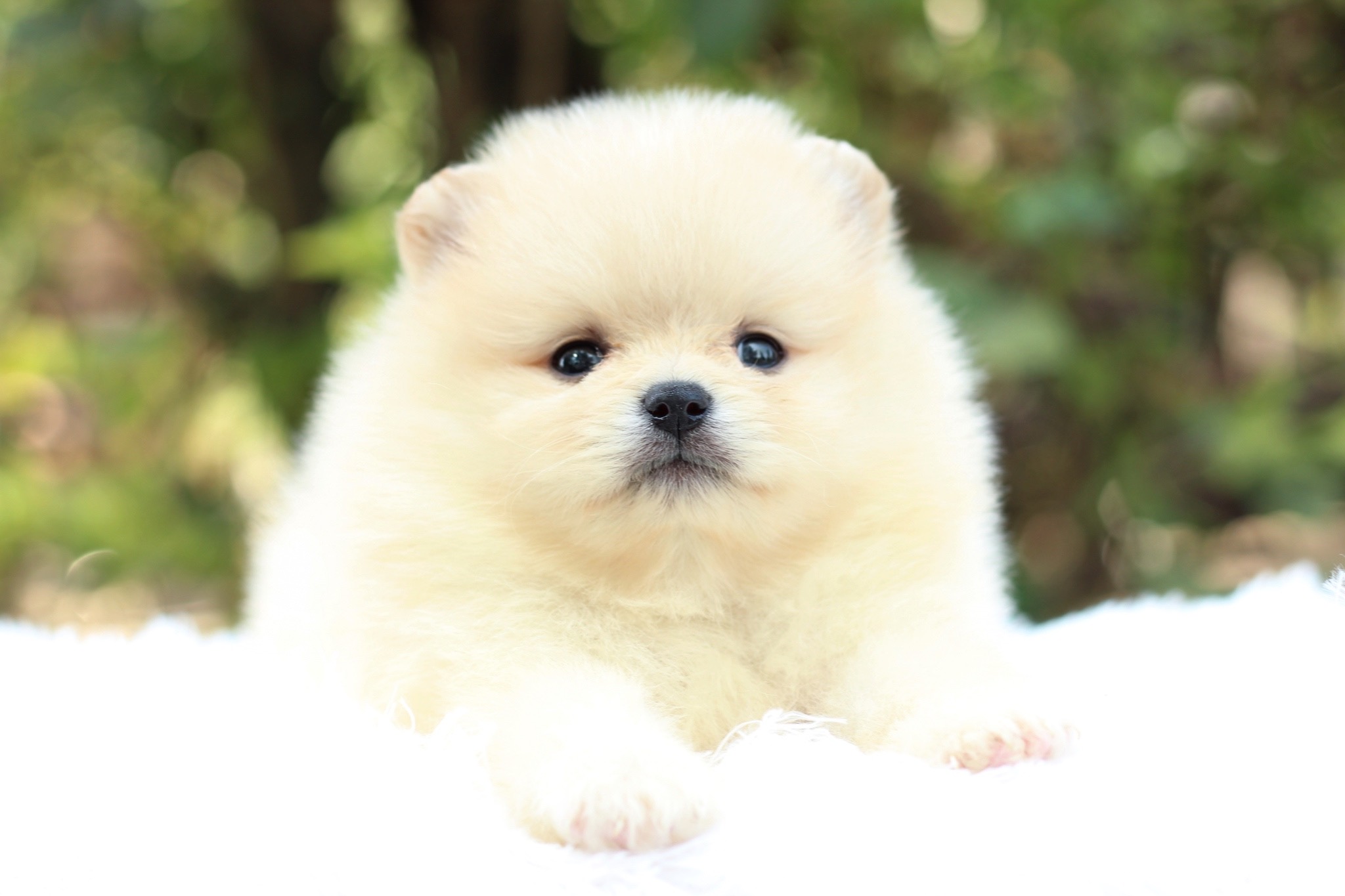 ปอมเมอเรเนียน เพศผู้ สีครีม