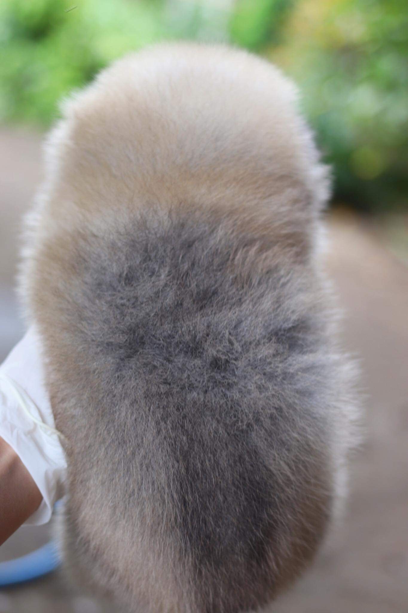 ปอมเมอเรเนียน เพศผู้