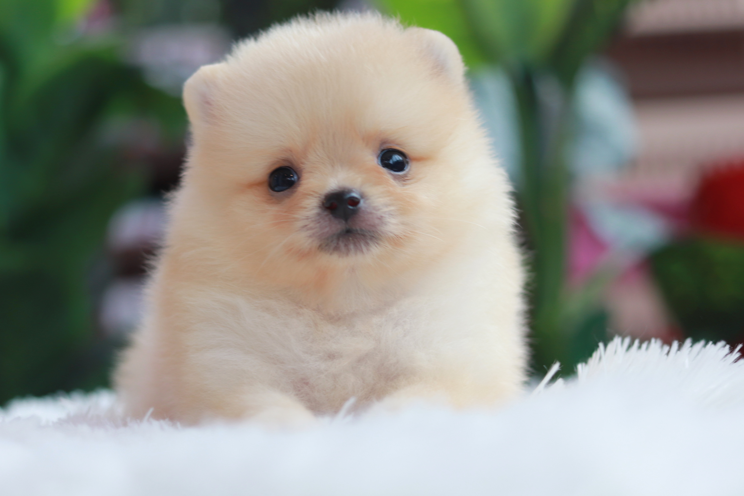 ปอมเมอเรเนียน เพศเมีย ทีคัพ