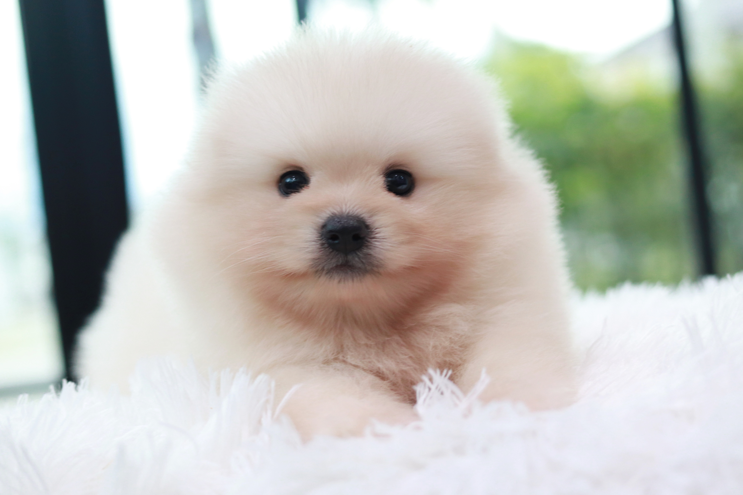 ปอมเมอเรเนียน เพศผู้ สีขาวครีม ไซส์ปกติ อ้วนกินเก่งมาก