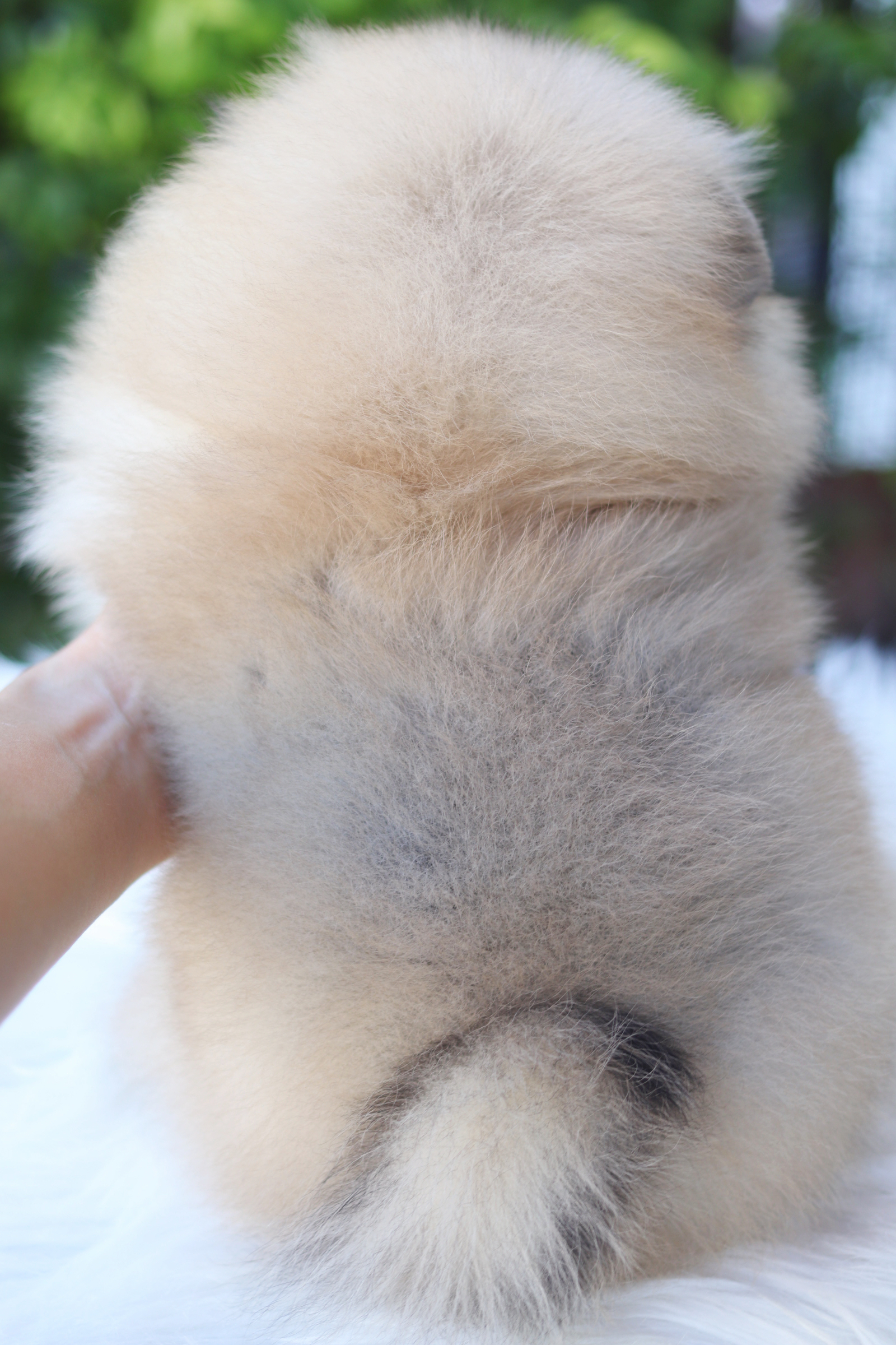 ปอมเมอเรเนียน เพศเมียสีส้ม