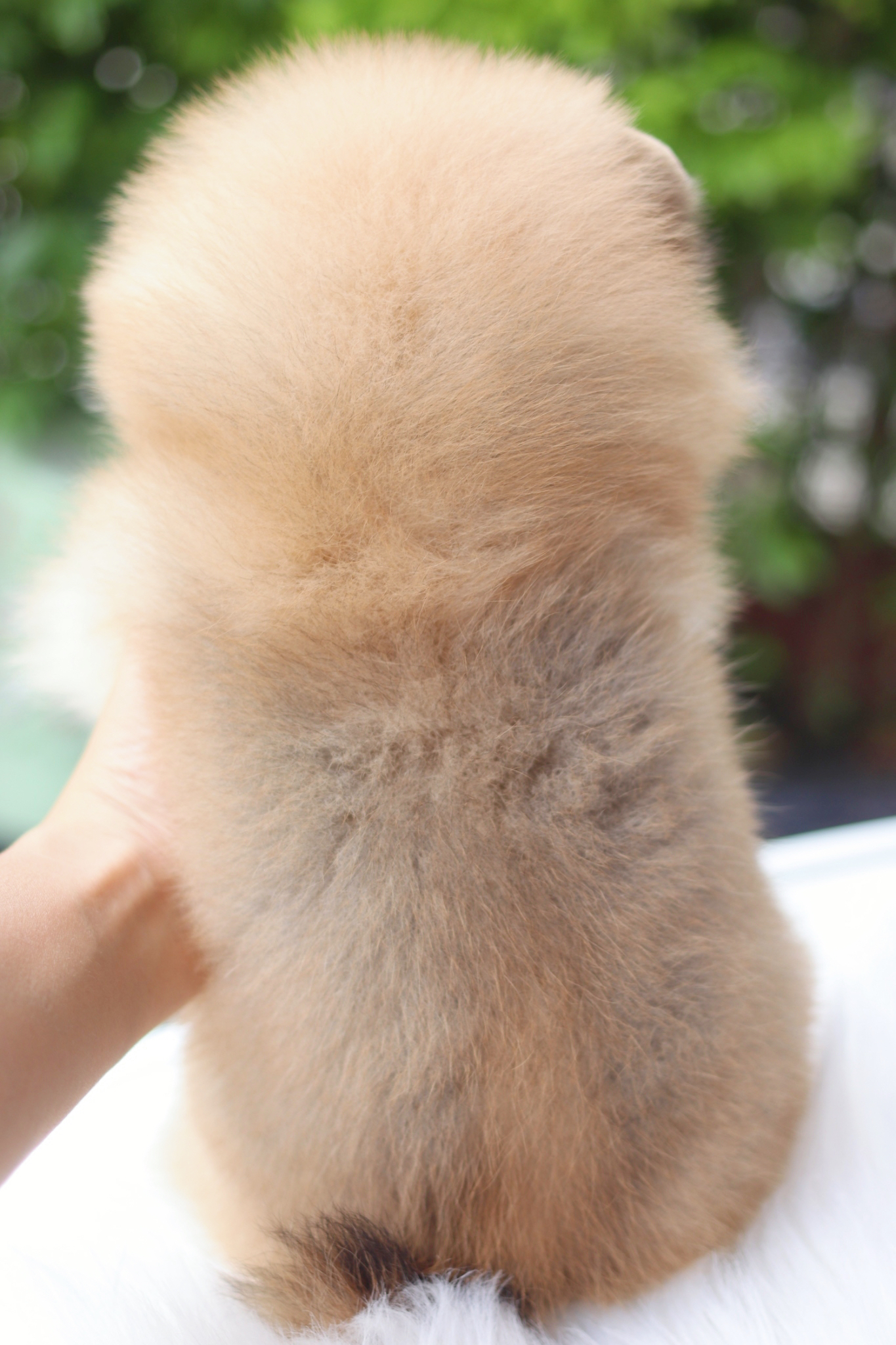 ปอมเมอเรเนียน เพศเมียสีส้ม