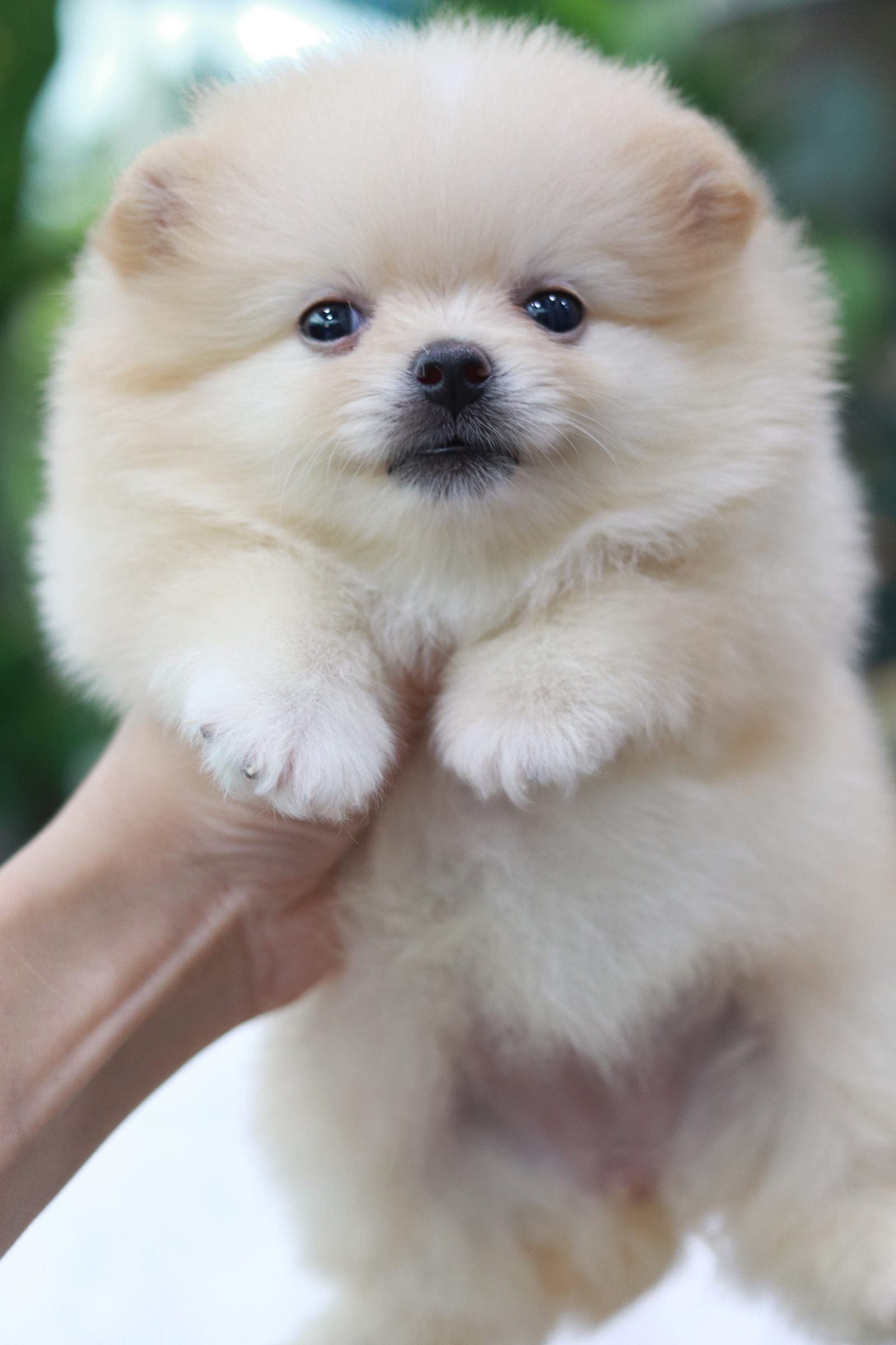 ปอมเมอเรเนียน เพศเมีย