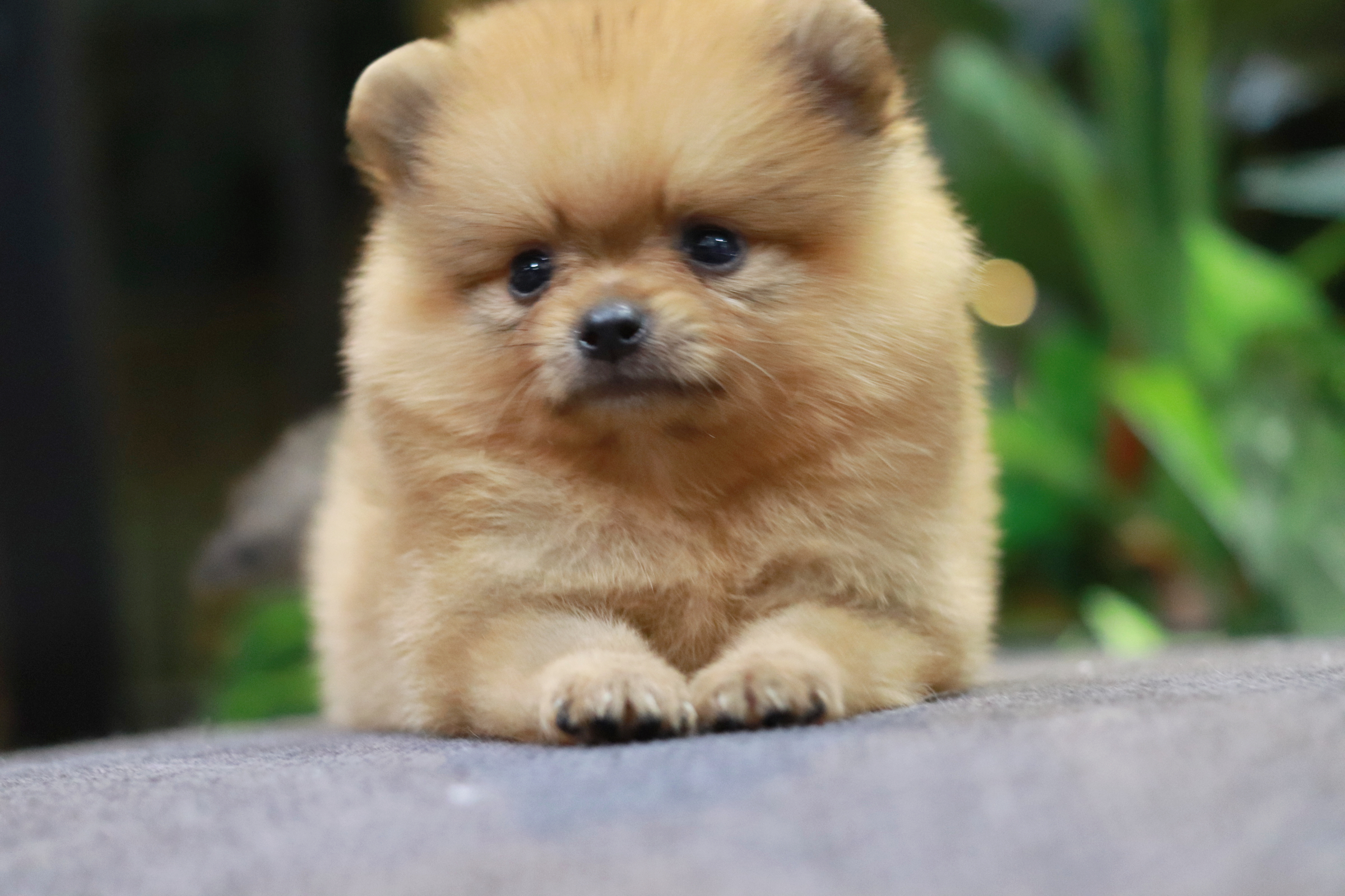 ปอมเมอเรเนียน เพศเมีย