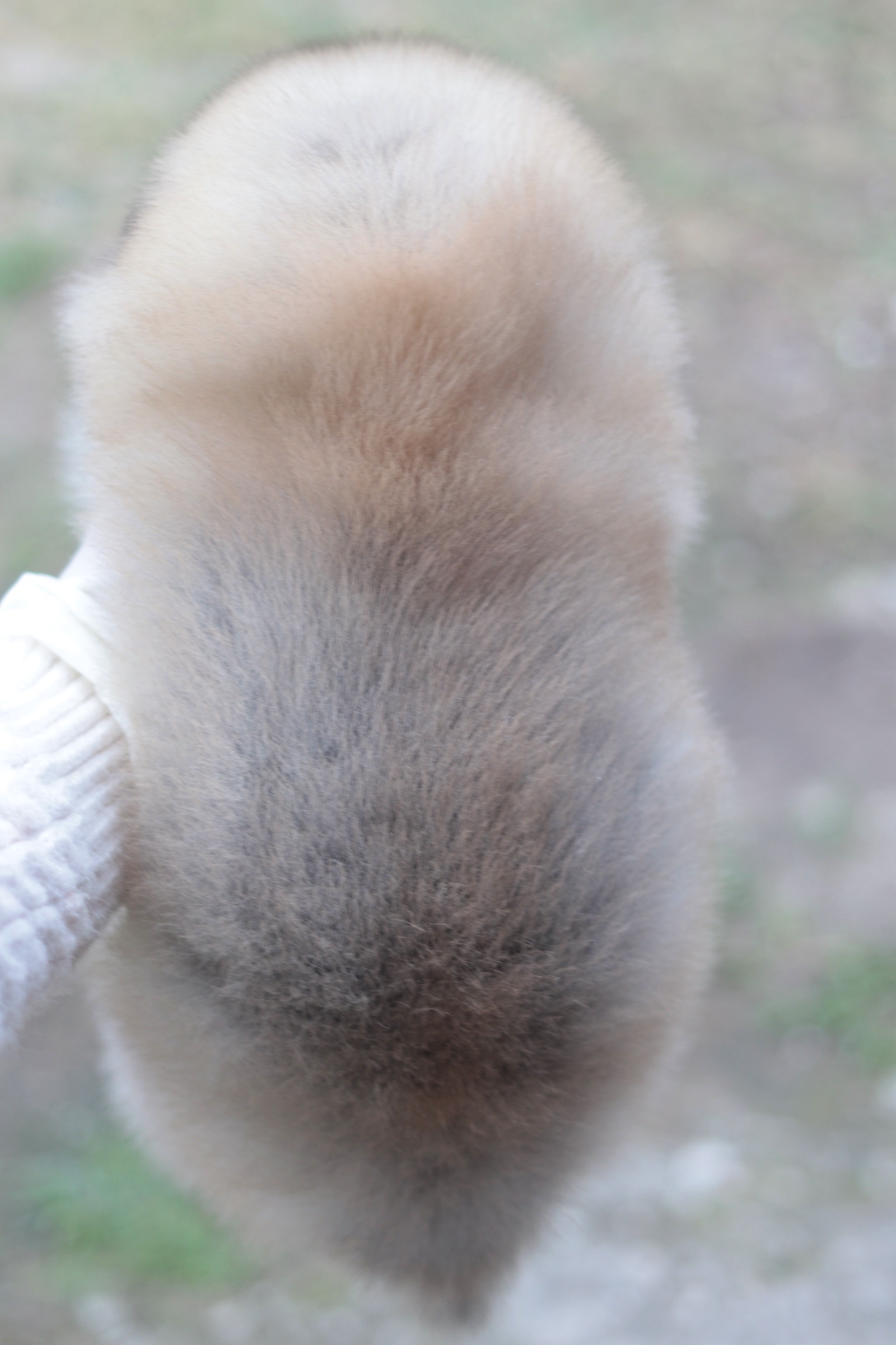 ปอมเมอเรเนียน เพศเมีย สีส้ม