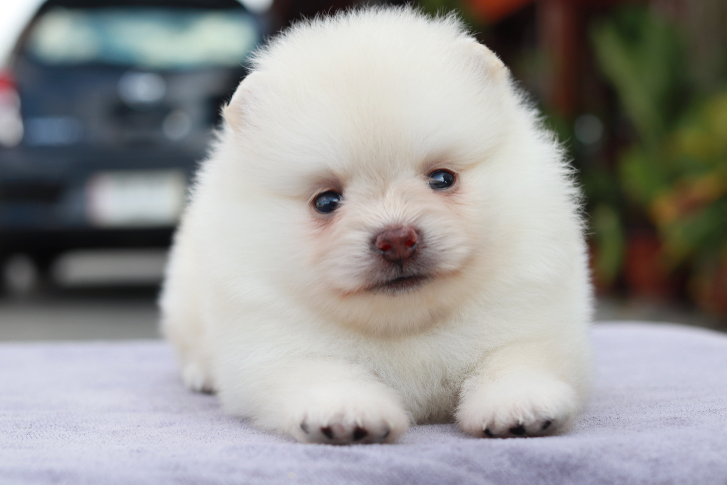 ปอมเมอเรเนียน เพศเมีย