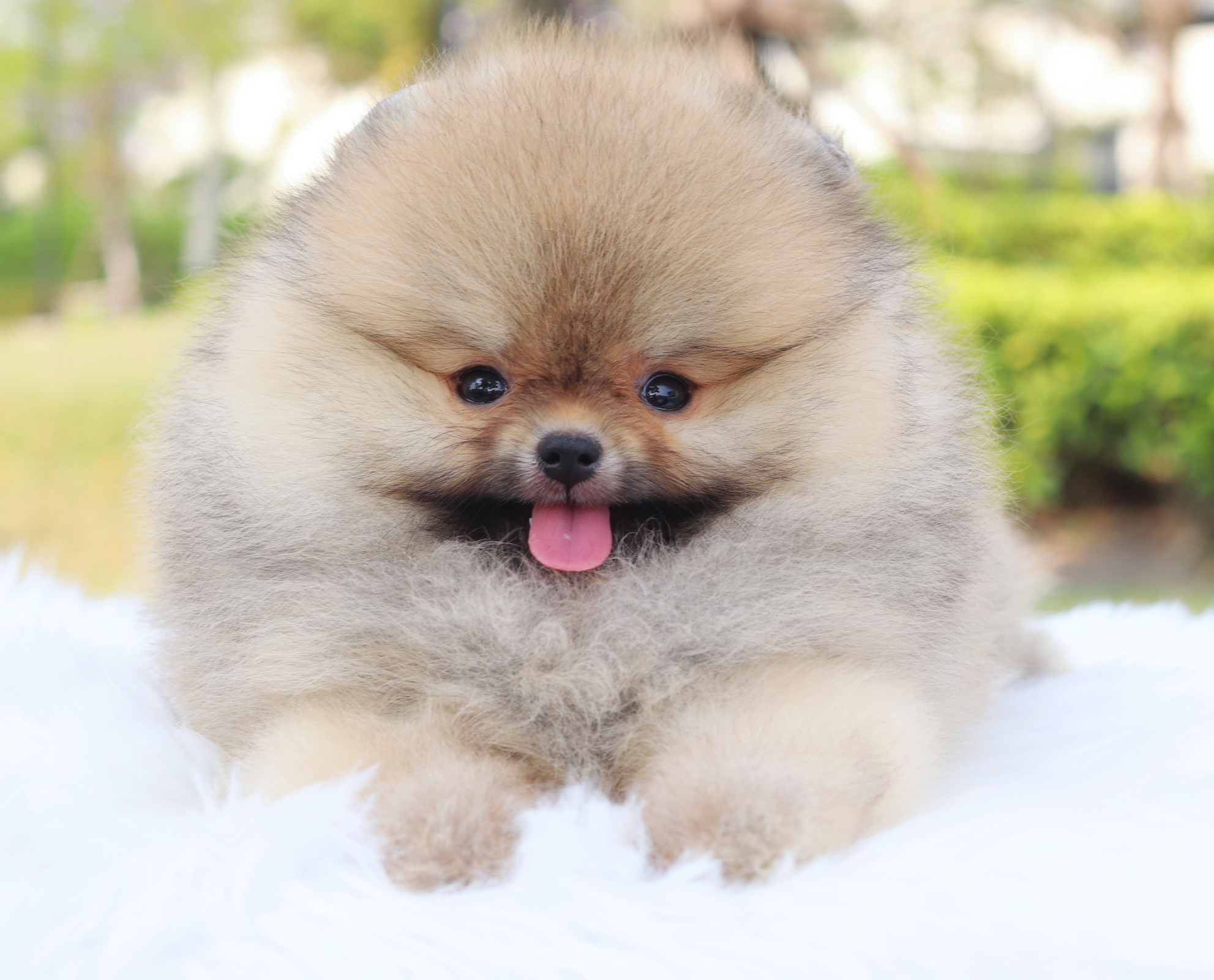 ปอมเมอเรเนียน เพศเมียสีส้มเกรดโชว์