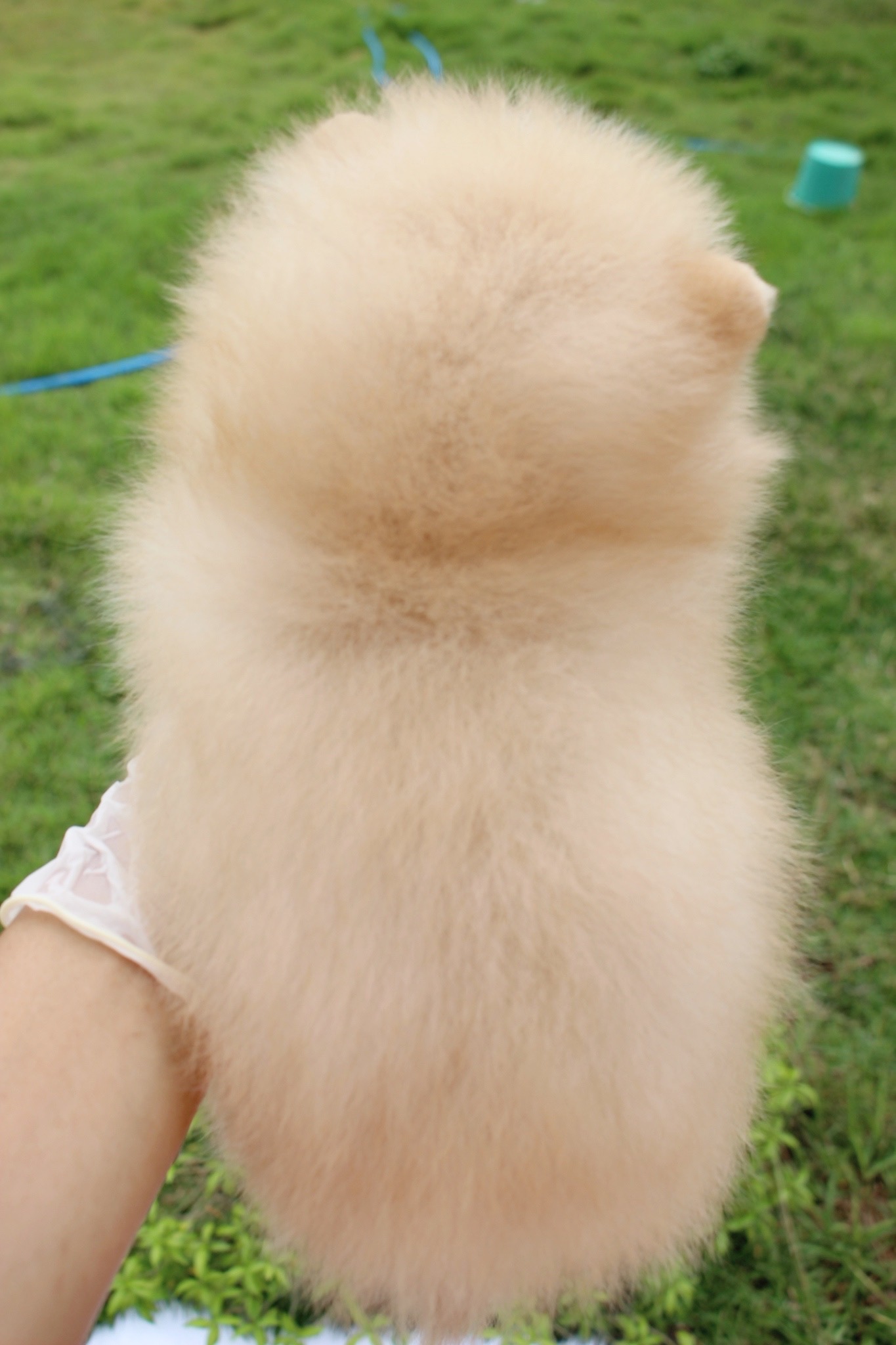 ปอมเมอเรเนียน เพศผู้ครีม