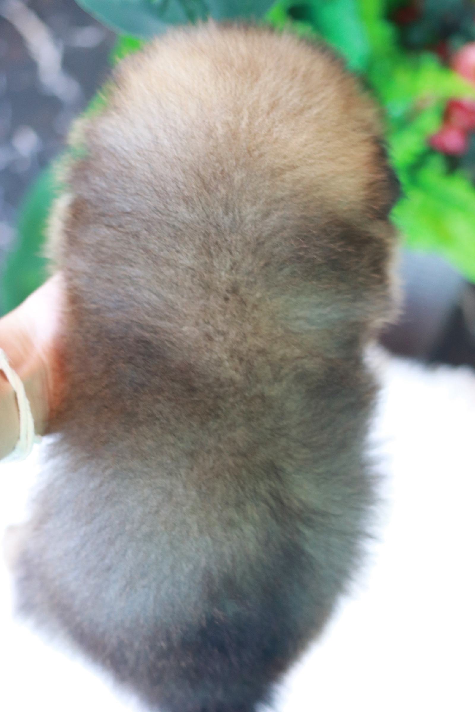 ปอมเมอเรเนียน เพศผู้สีส้ม