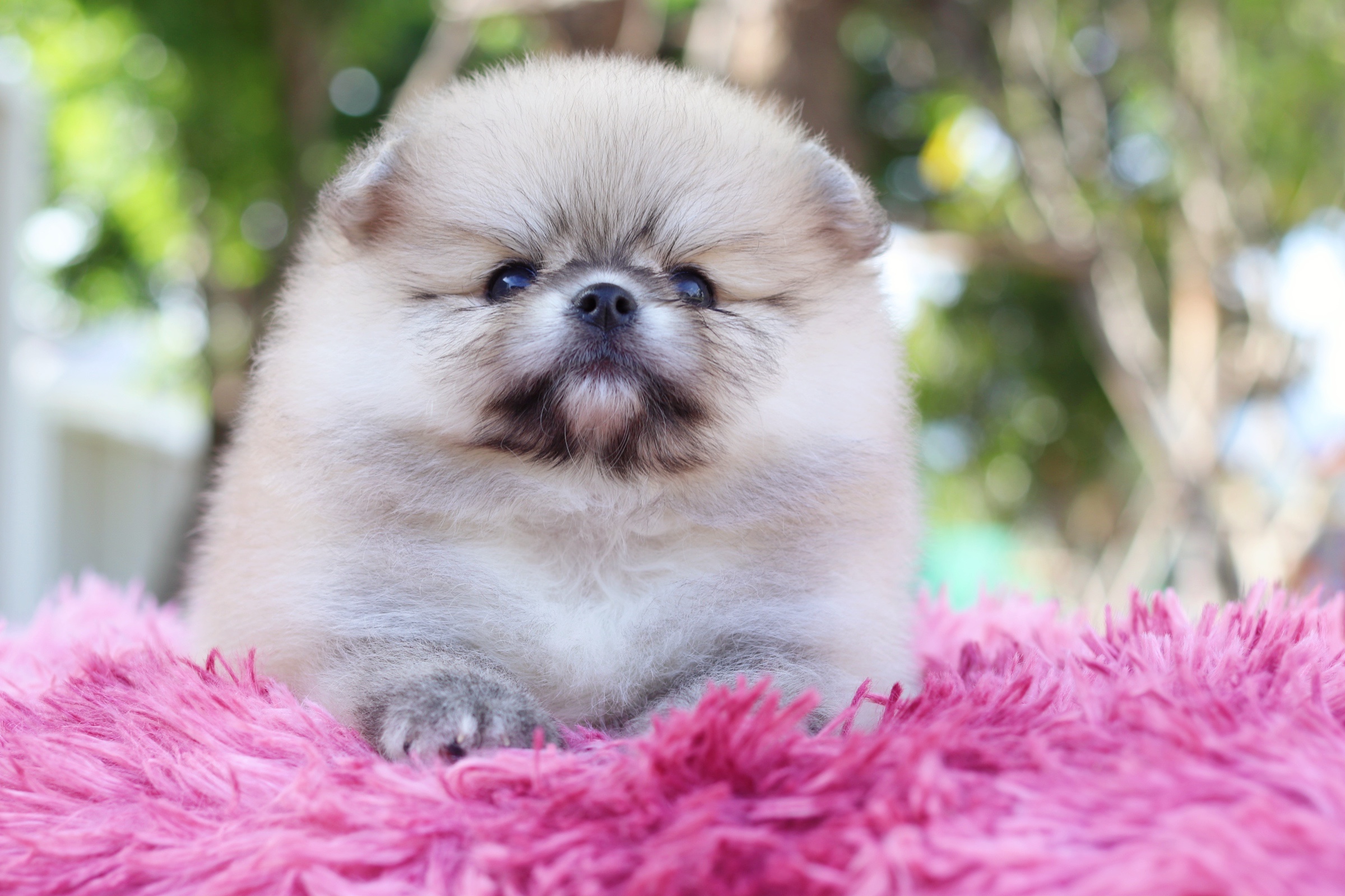 ปอมเมอเรเนียน เพศผู้ สีส้ม