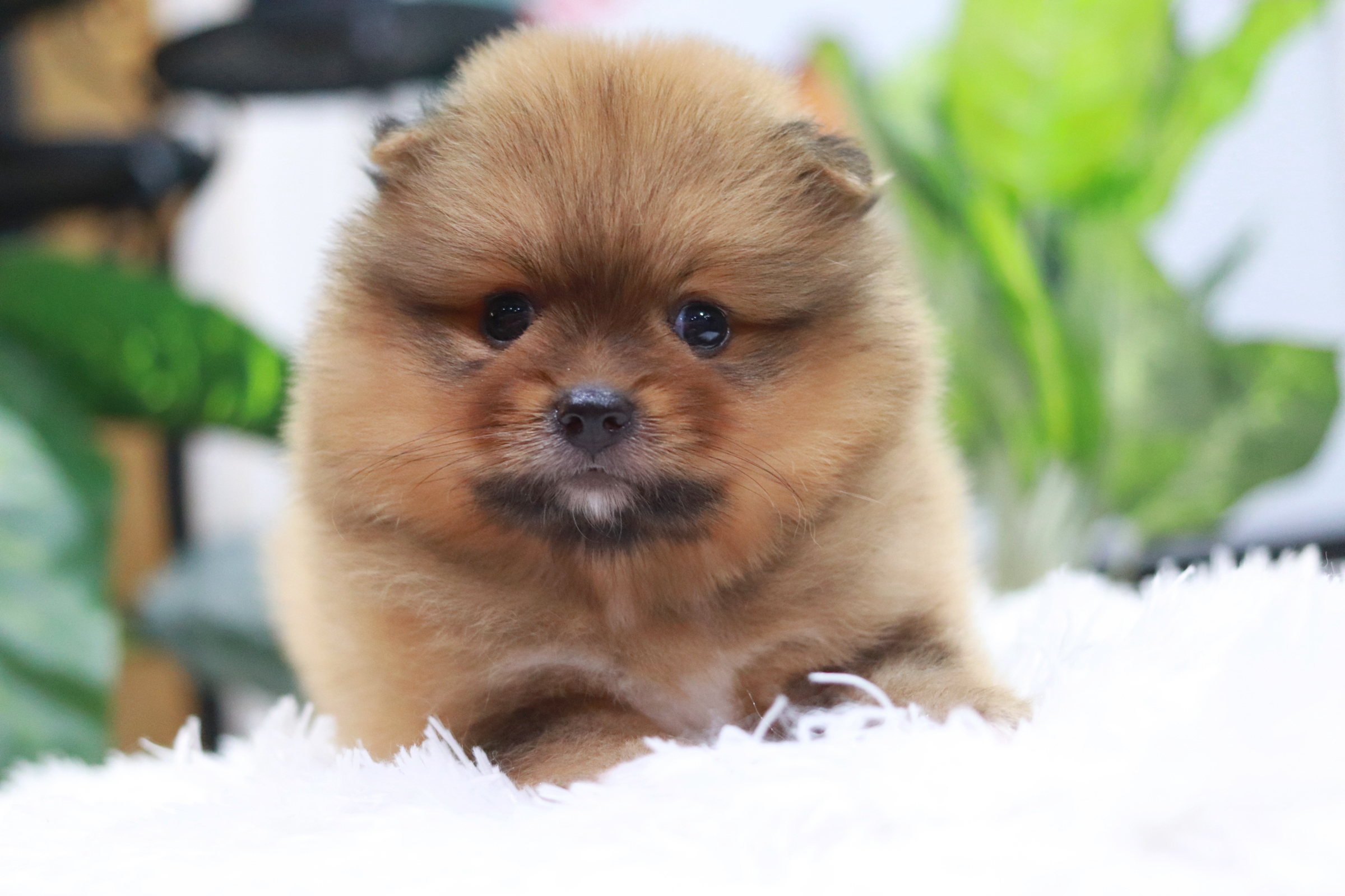 ปอมเมอเรเนียน เพศผู้ สีส้ม