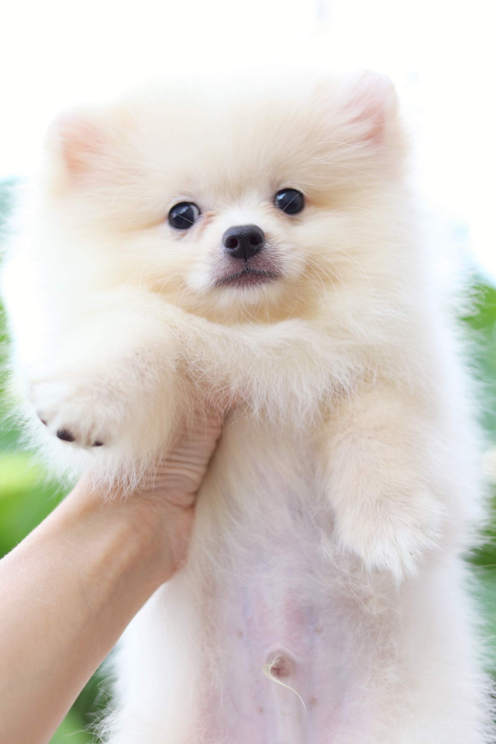 ปอมเมอเรเนียน เพศผู้ สีขาวครีม