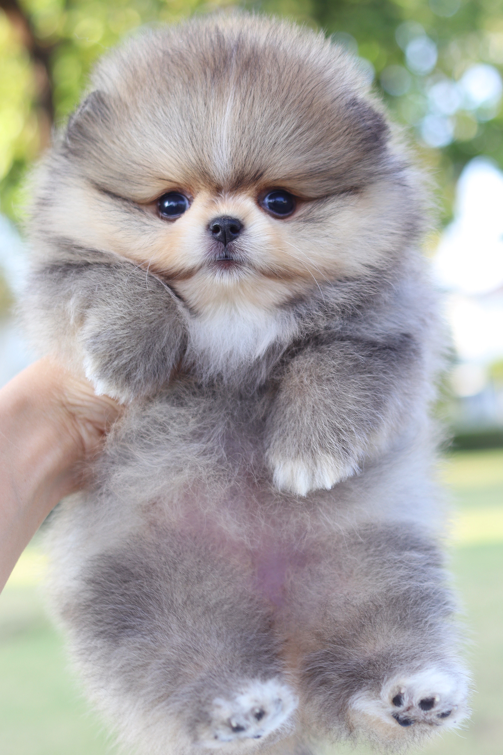 ปอมเมอเรเนียน เพศเมีย สีส้ม เกรดโชว์