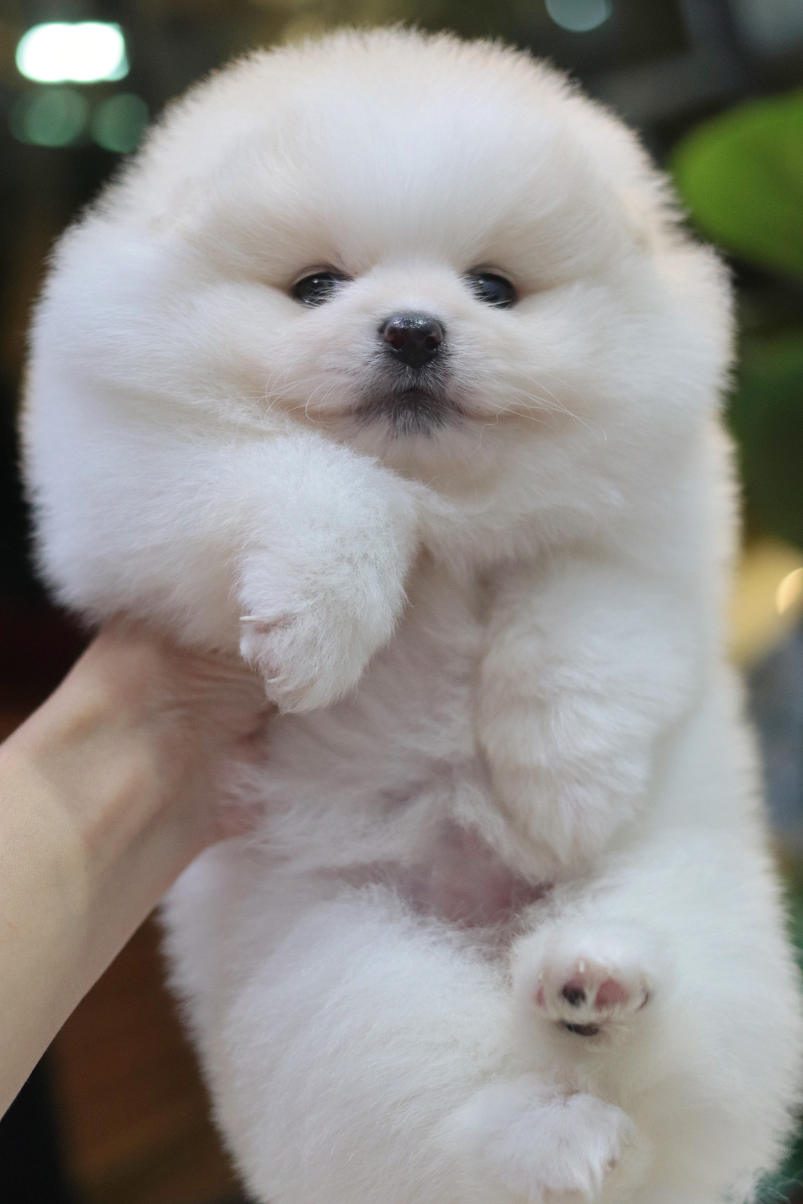 ปอมเมอเรเนียน เพศเมีย สีขาวครีม