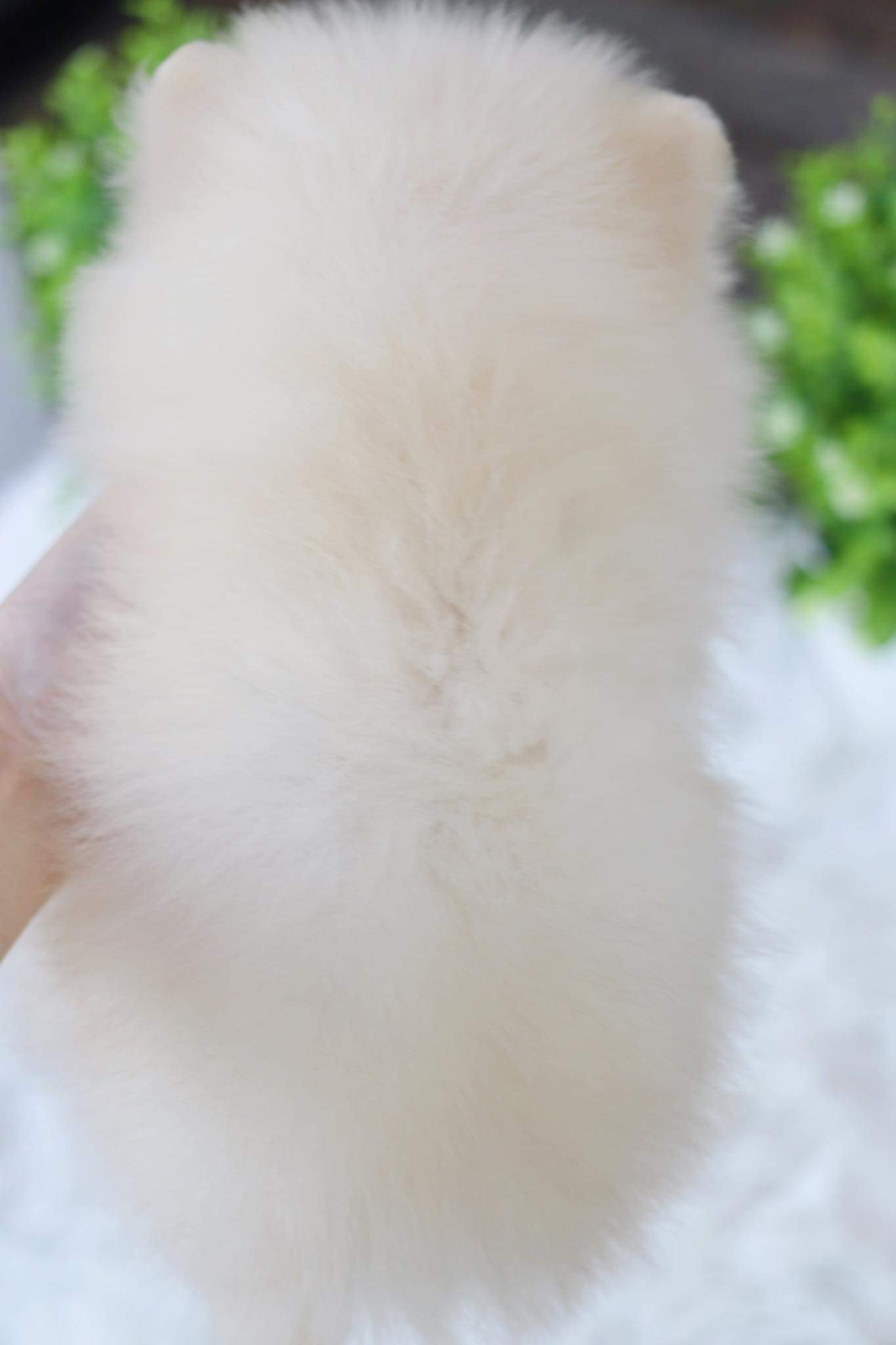 ปอมเมอเรเนียน เพศผู้