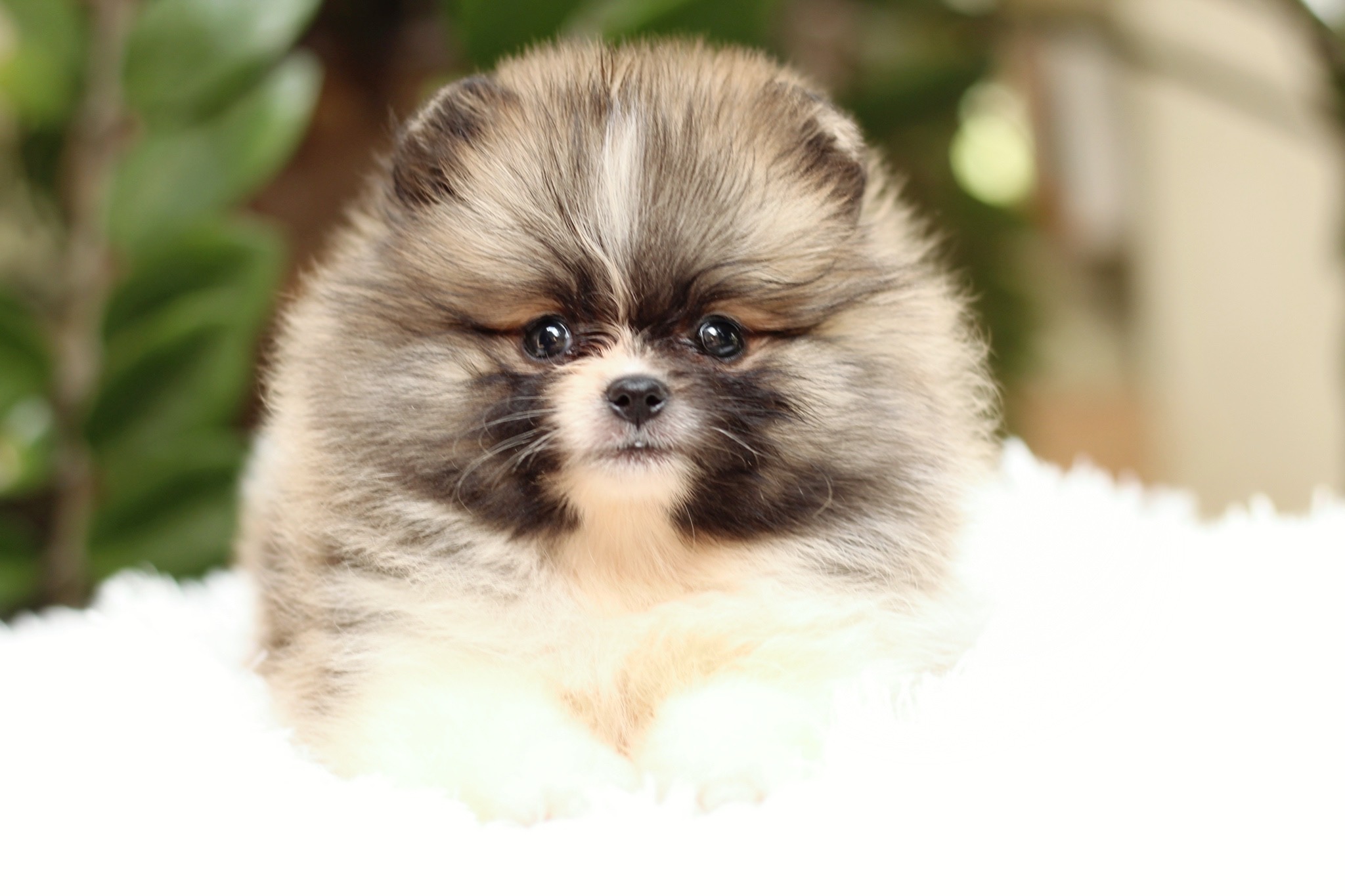 ปอมเมอเรเนียน เพศเมียสีแฟนซี