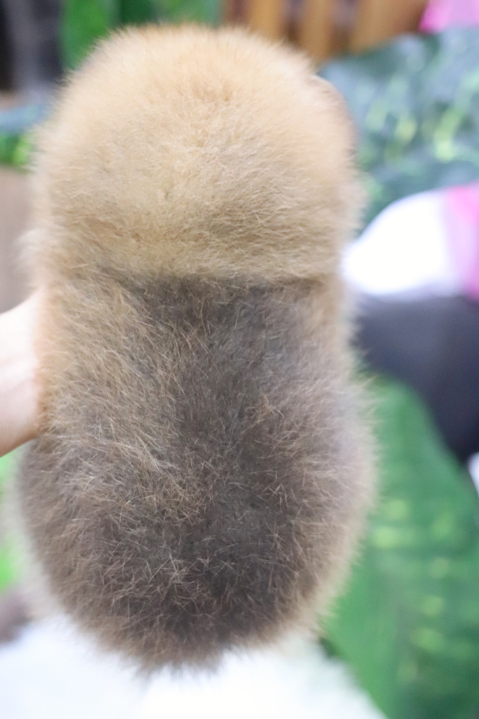 ปอมเมอเรเนียน เพศผู้ สีส้ม