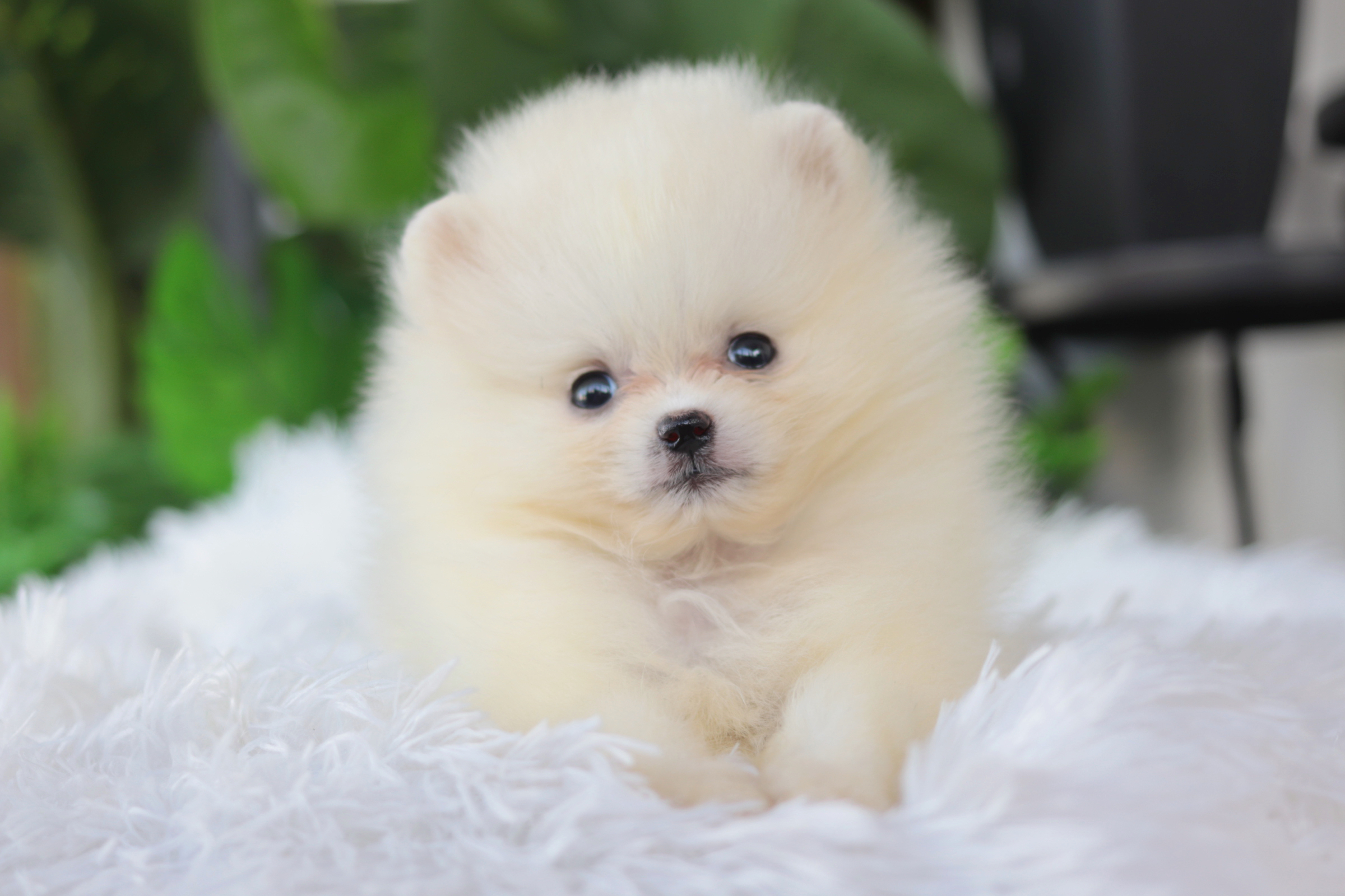 ปอมเมอเรเนียน เพศผู้ทีคัพ