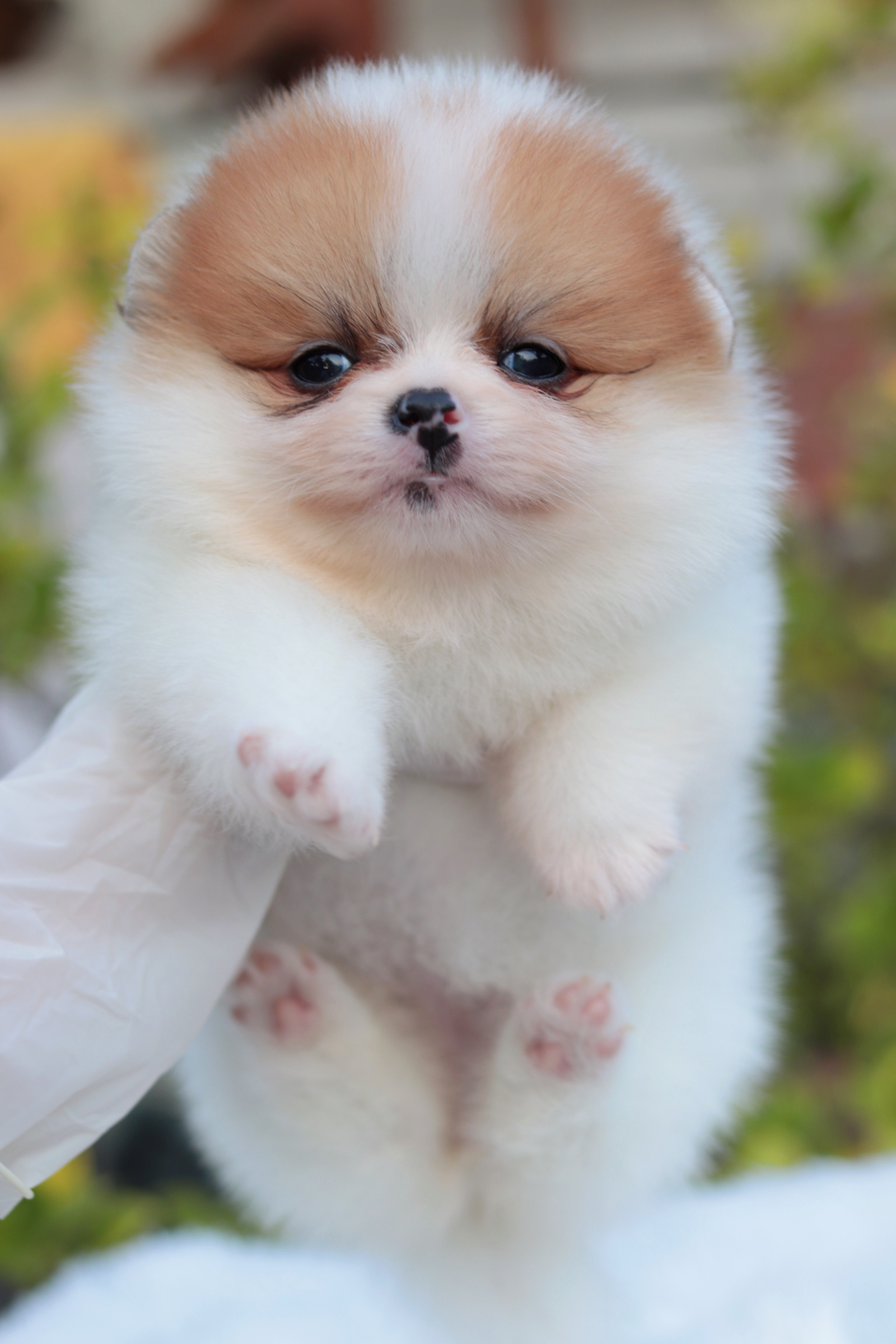 ปอมเมอเรเนียน เพศเมีย แฟนซี