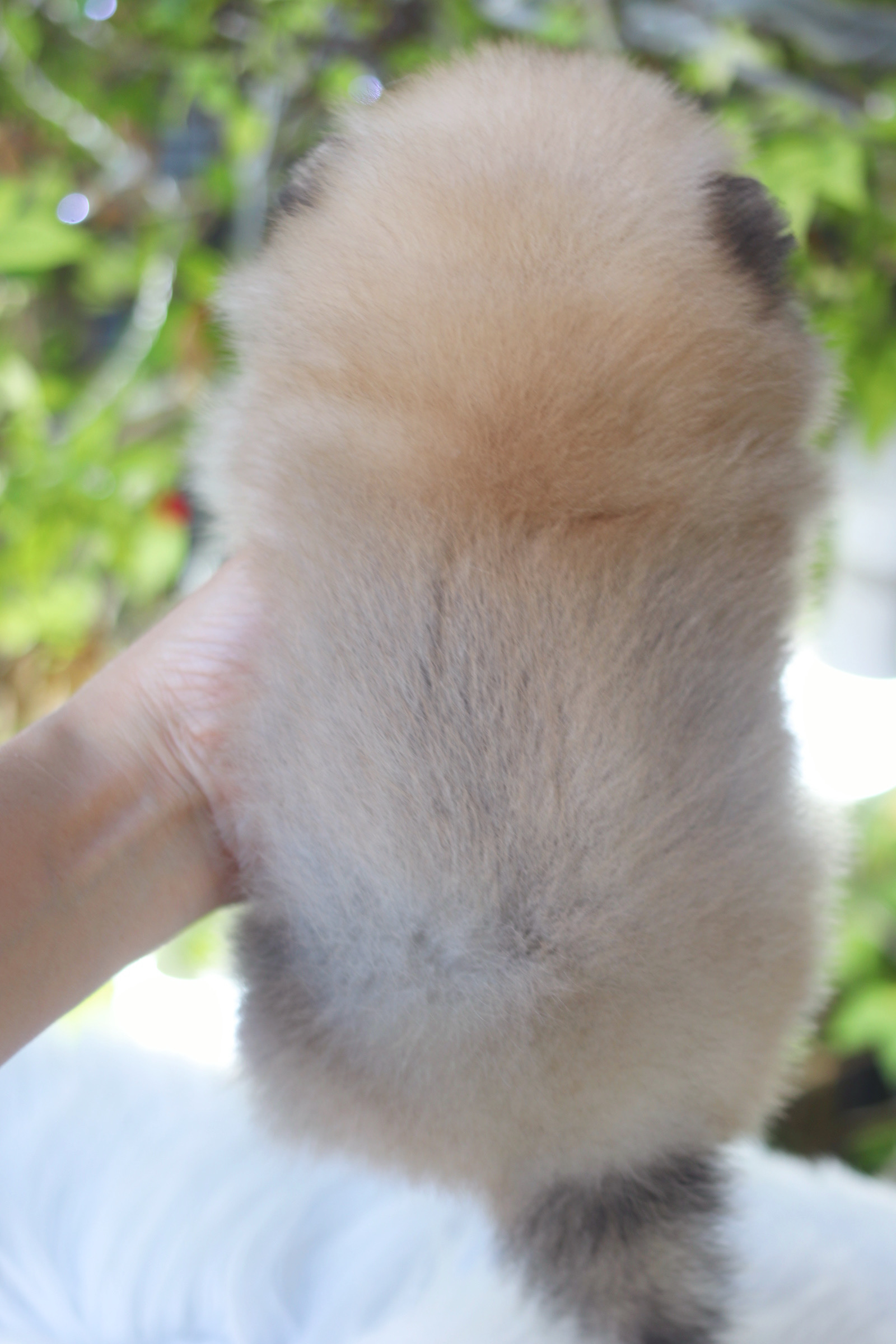 ปอมเมอเรเนียน เพศเมียสีส้ม เกรดโชว์