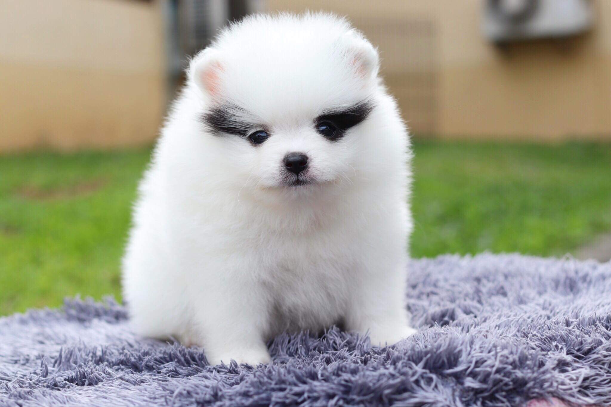 ปอมเมอเรเนียน เพศผู้