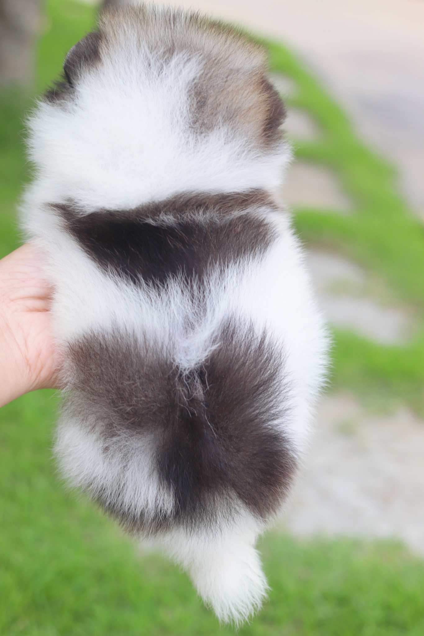 ปอมเมอเรเนียน เพศเมียสีแฟนซีเกรดโชว์