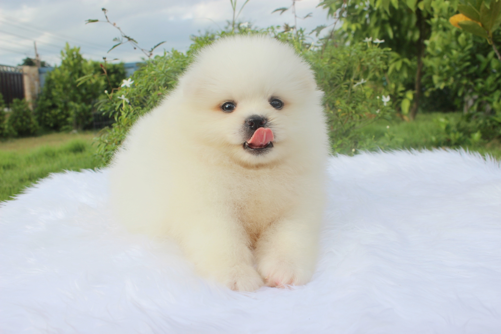 ปอมเมอเรเนียน เพศผู้ ขาวครีม