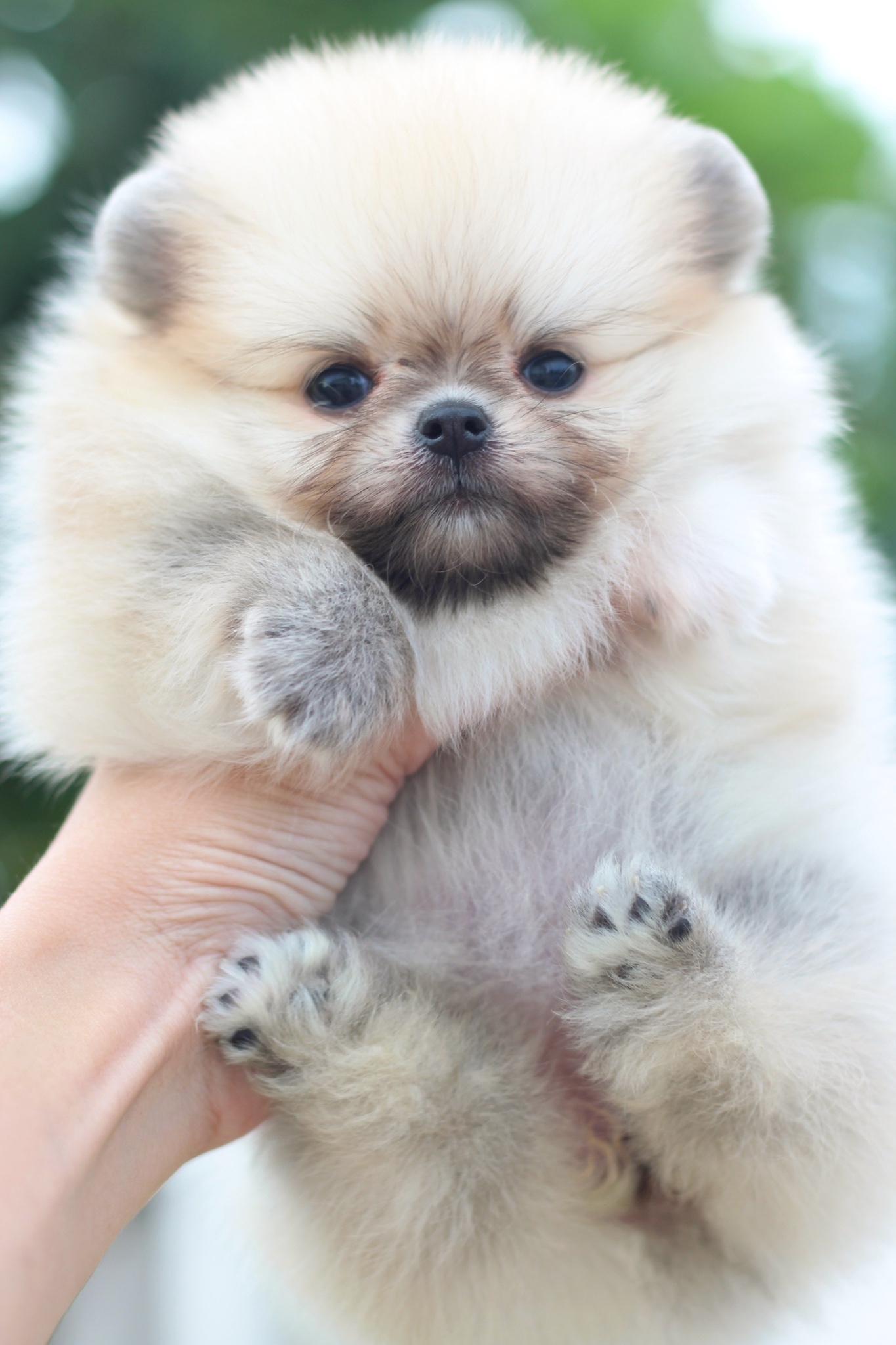 ปอมเมอเรเนียน เพศเมียสีส้มเกรดโชว์