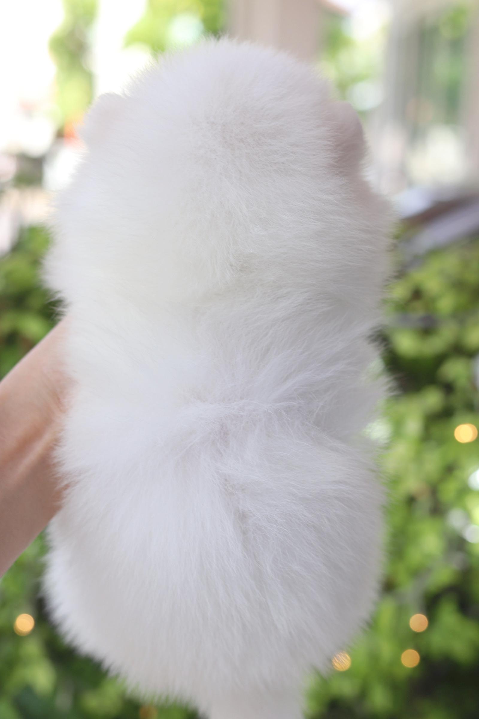 ปอมเมอเรเนียน เพศเมียสีขาว