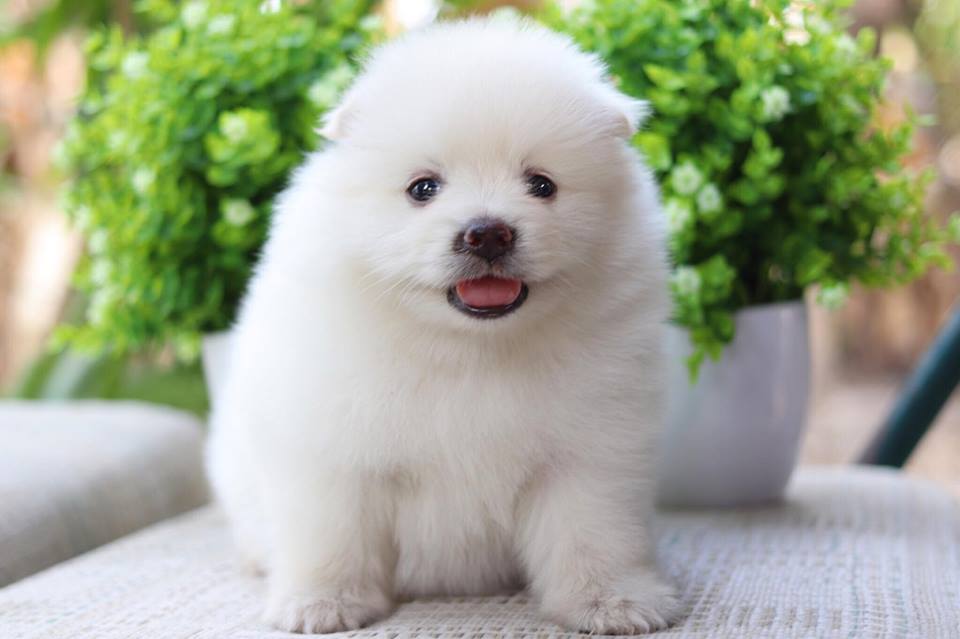 ปอมเมอเรเนียน เพศผู้