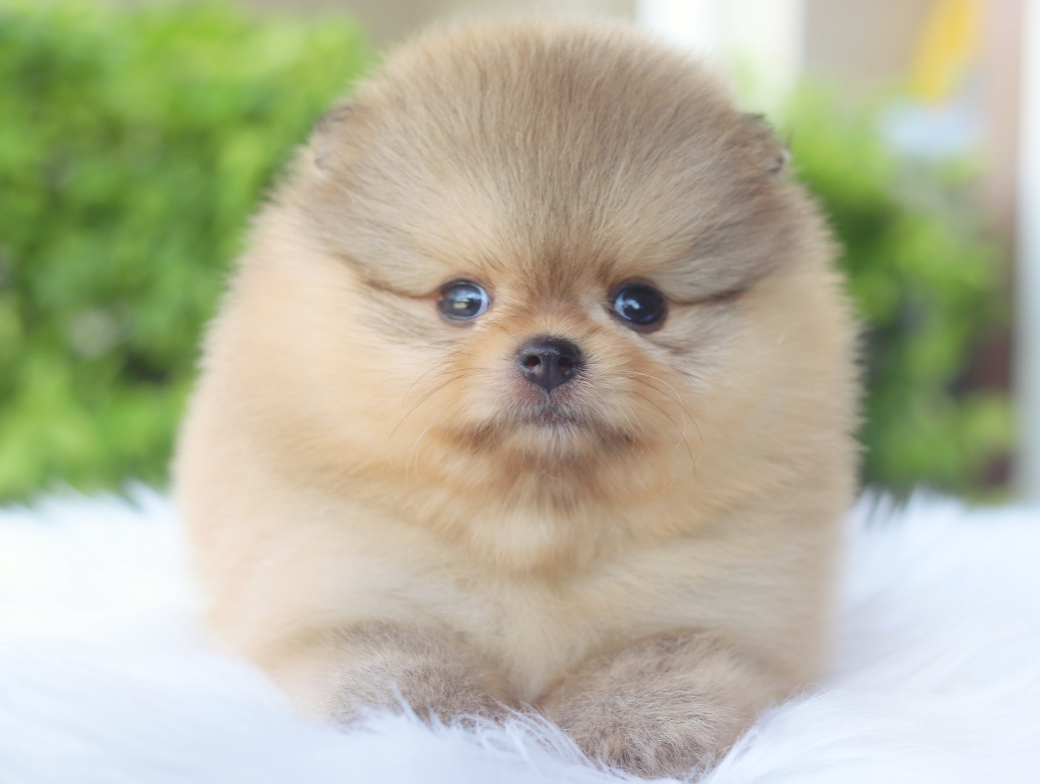 ปอมเมอเรเนียน เพศผู้สีส้ม