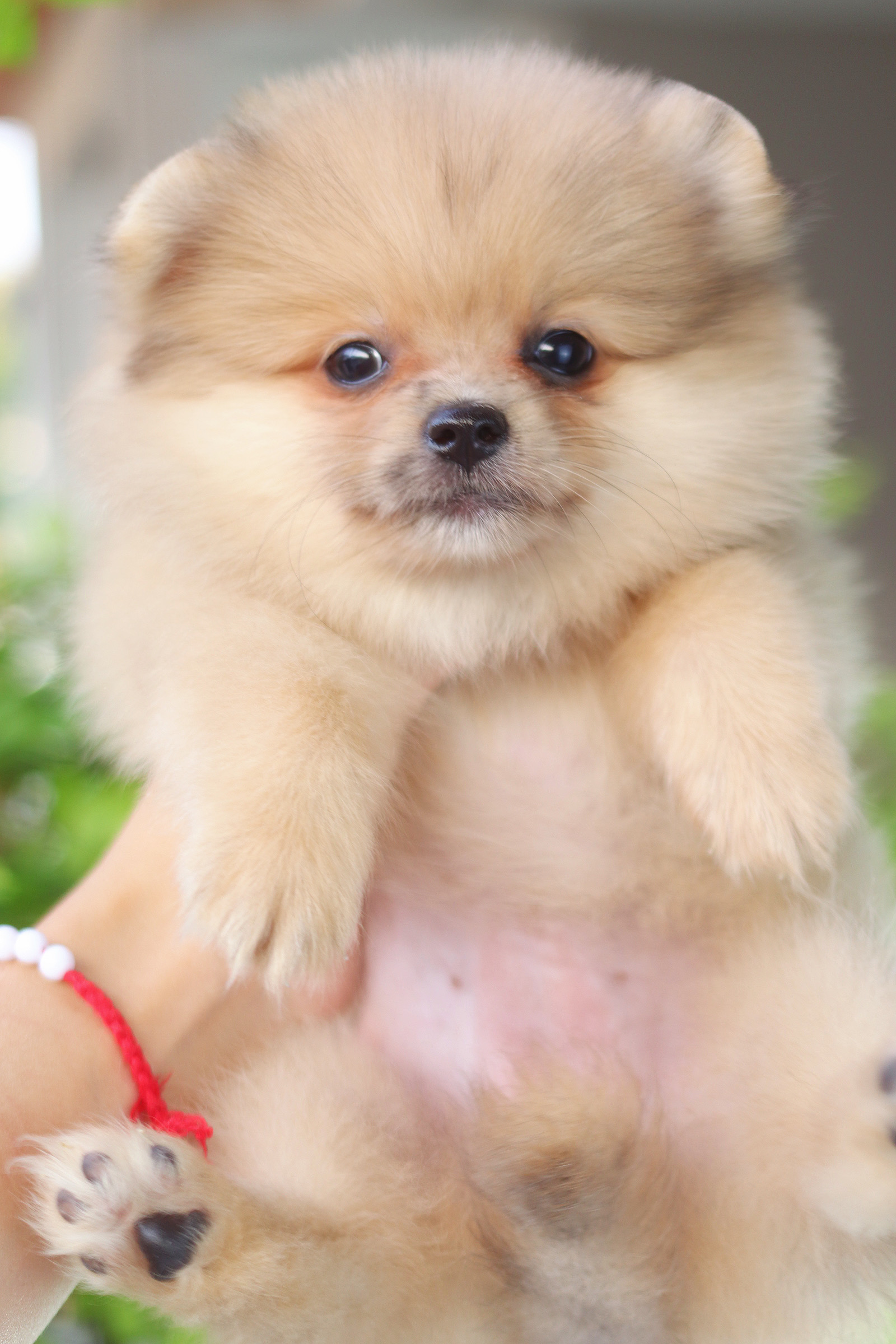 ปอมเมอเรเนียน เพศเมียสีส้ม