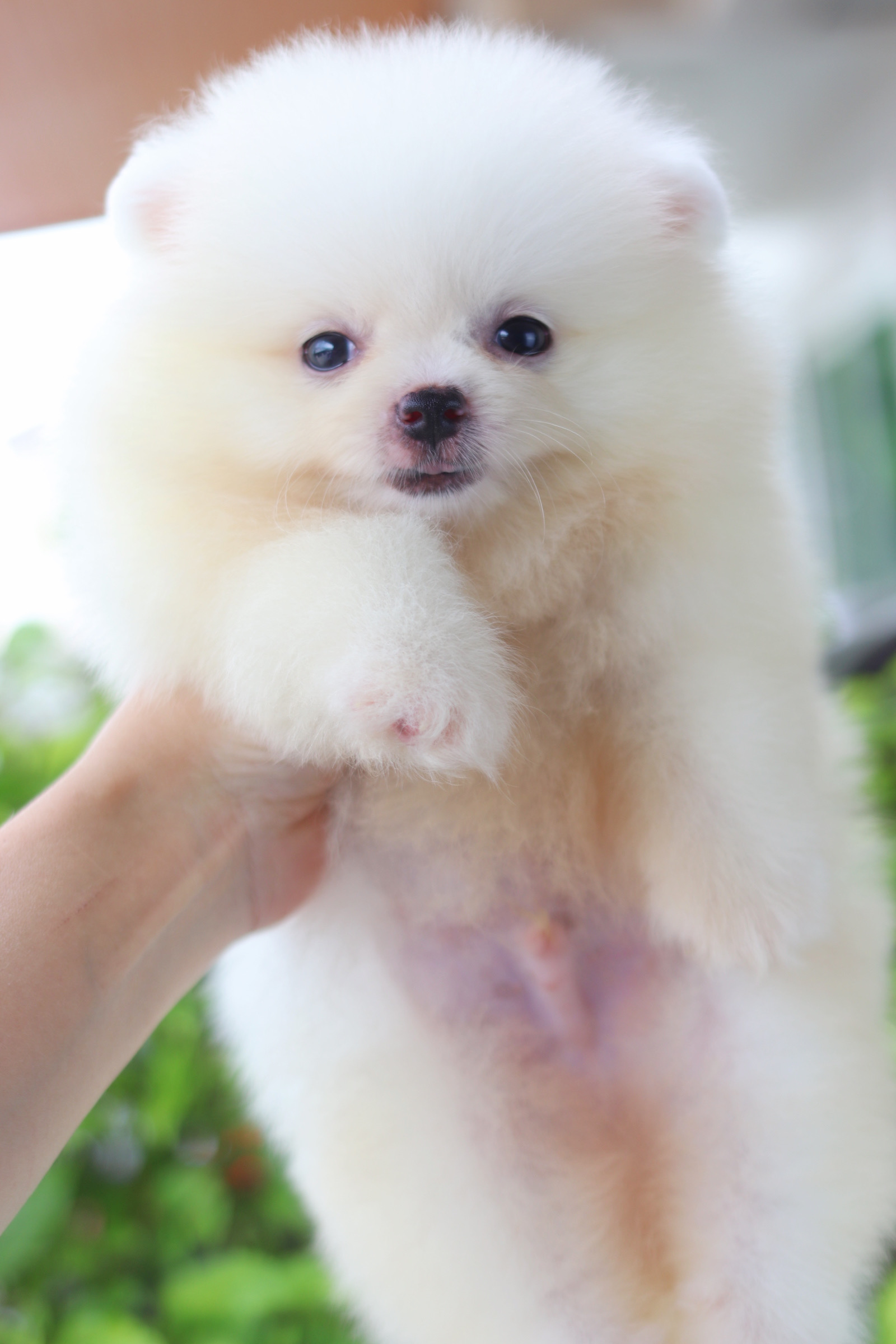 ปอมเมอเรเนียน เพศผู้ขาวครีม