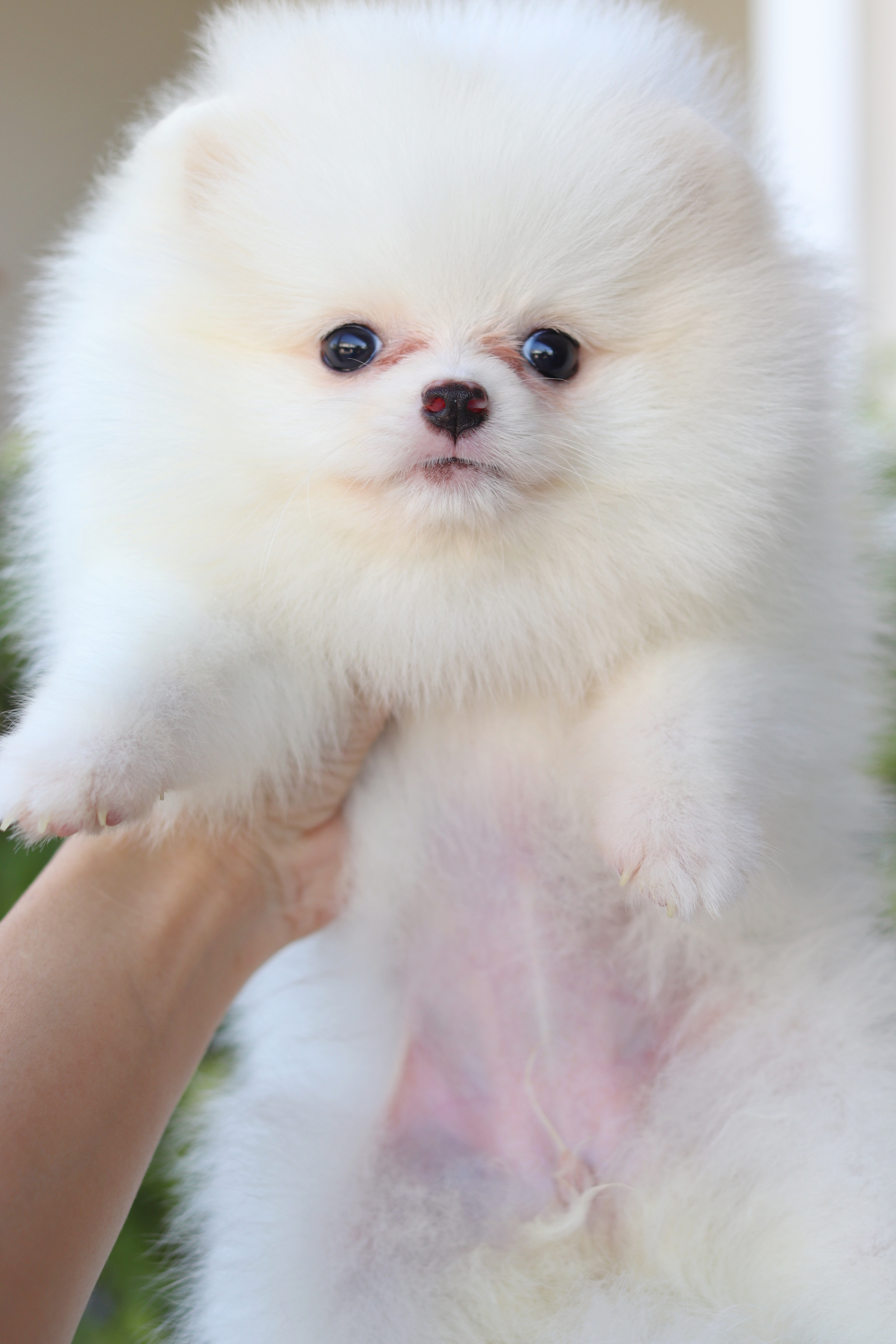 ปอมเมอเรเนียน เพศเมียสีขาวครีม