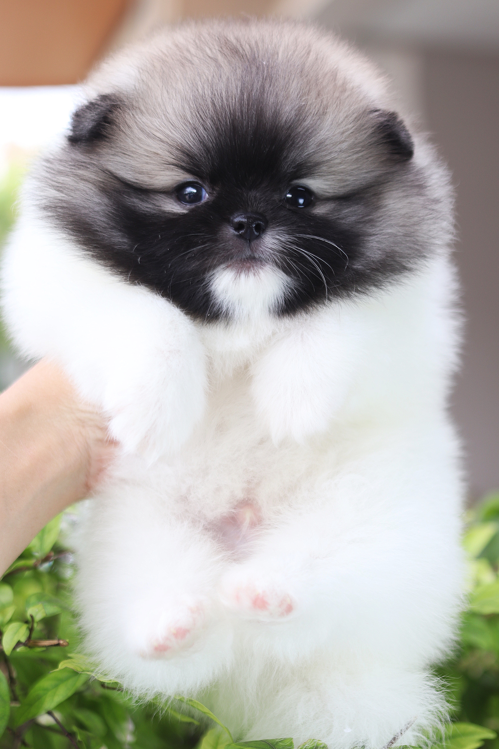 ปอมเมอเรเนียน เพศผู้สี แฟนซี เกรดโชว์