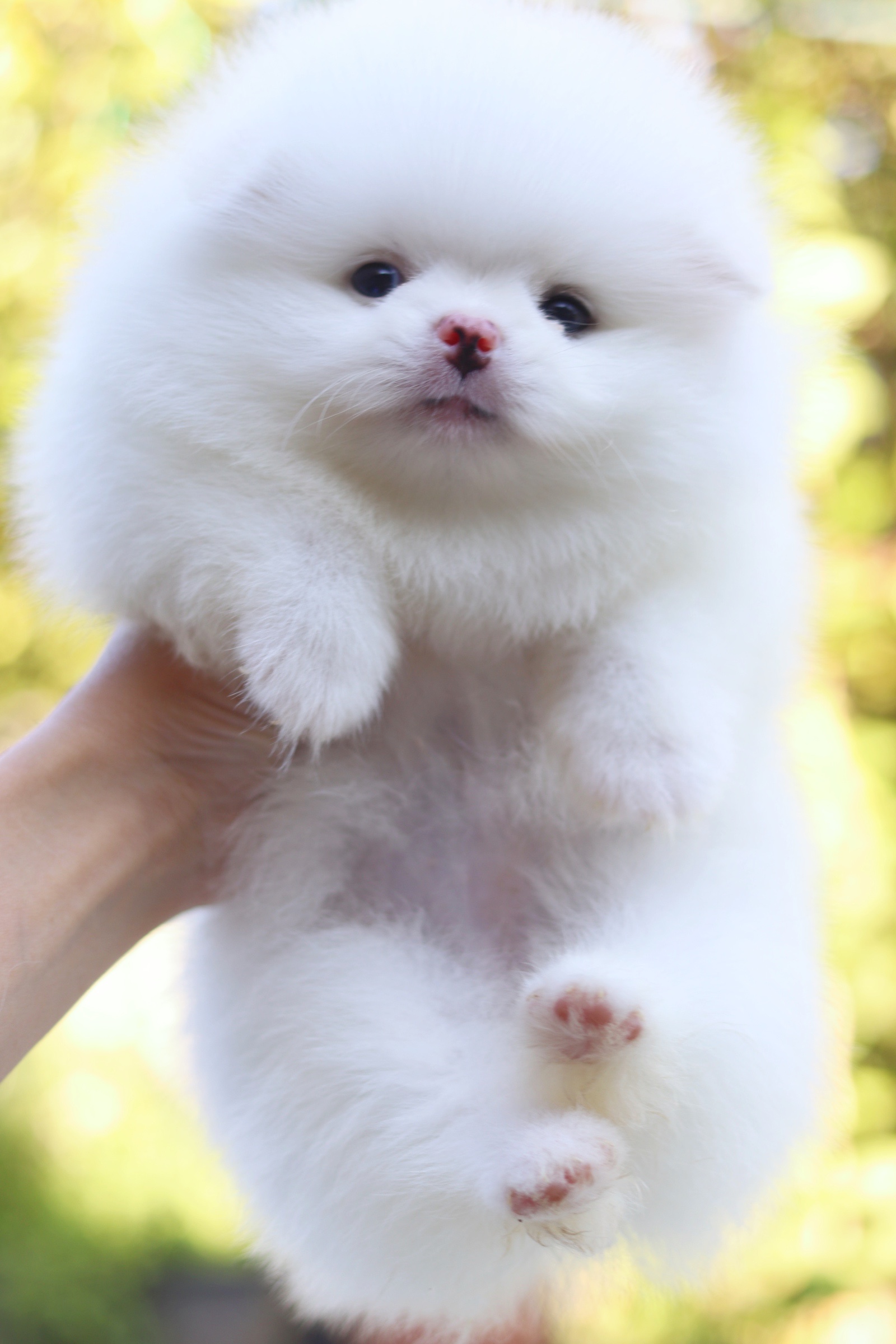 ปอมเมอเรเนียน เพศเมีย สีขาว เกรดโชว์