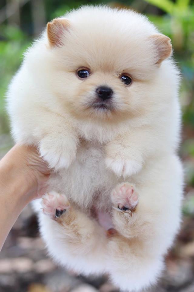 ปอมเมอเรเนียน เพศเมีย