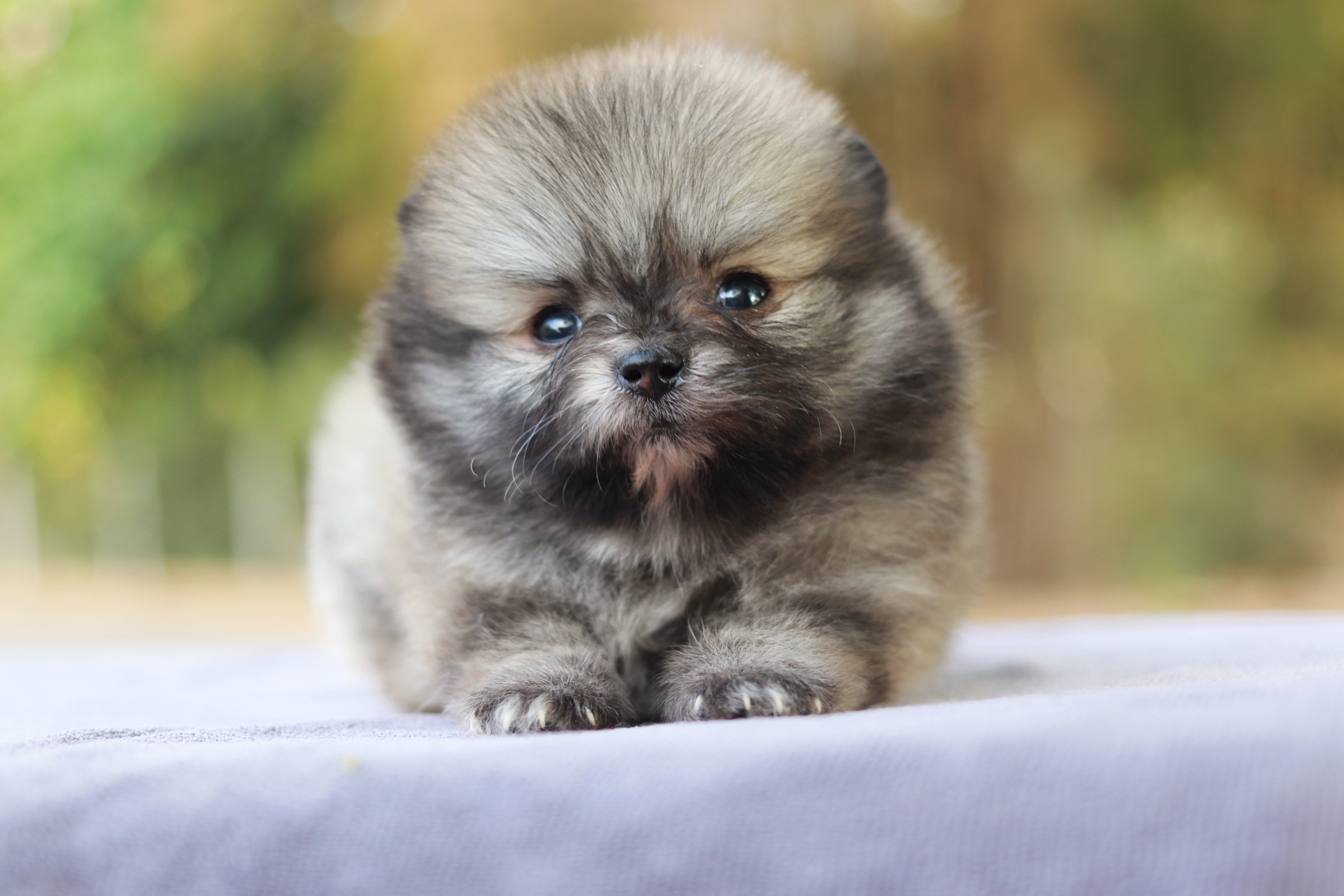 ปอมเมอเรเนียน เพศผู้