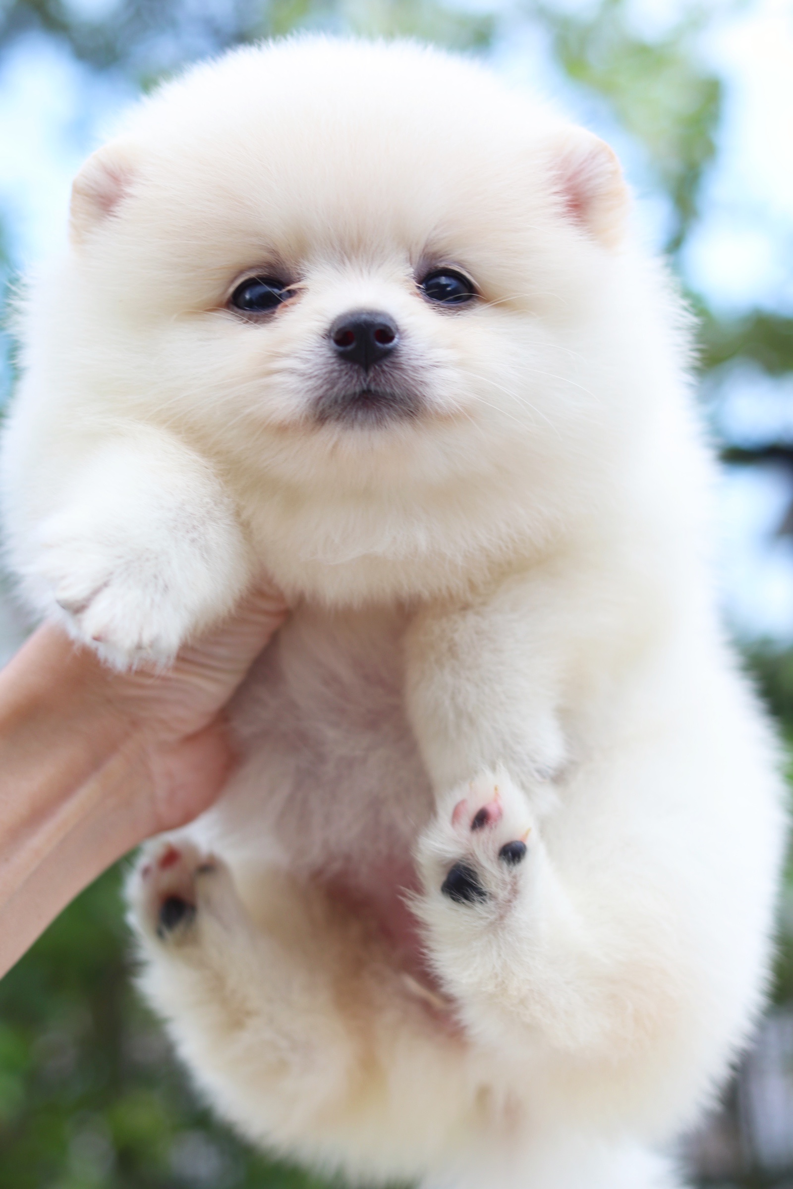 ปอมเมอเรเนียน เพศเมียสีขาวครีม