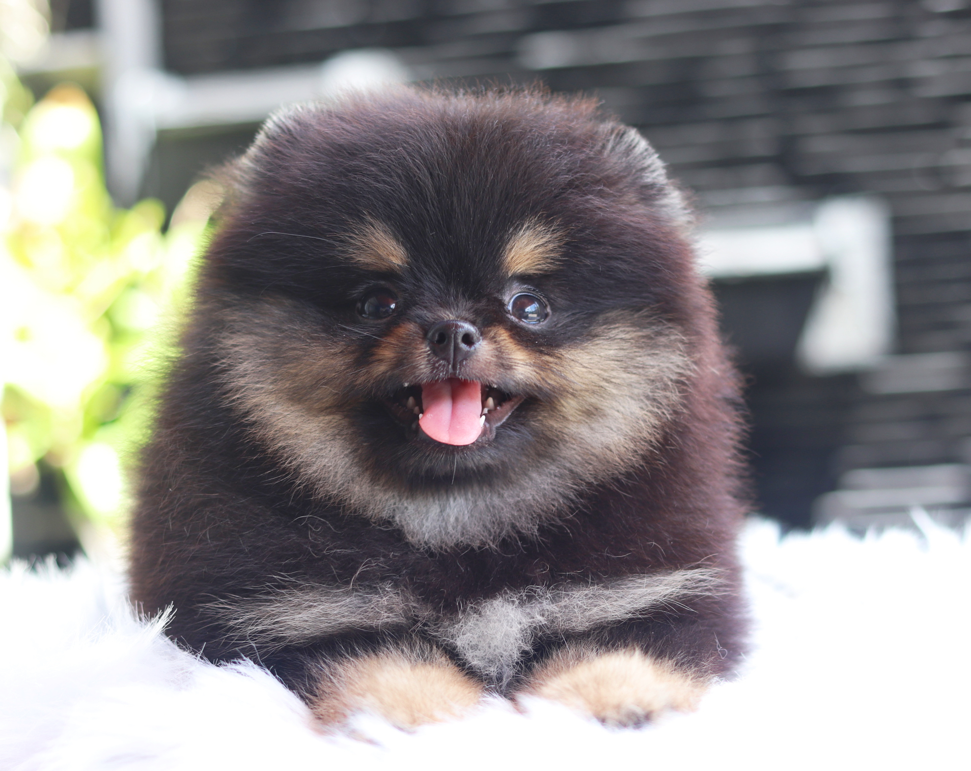 ปอมเมอเรเนียน เพศเมียสีแบล็คแทน