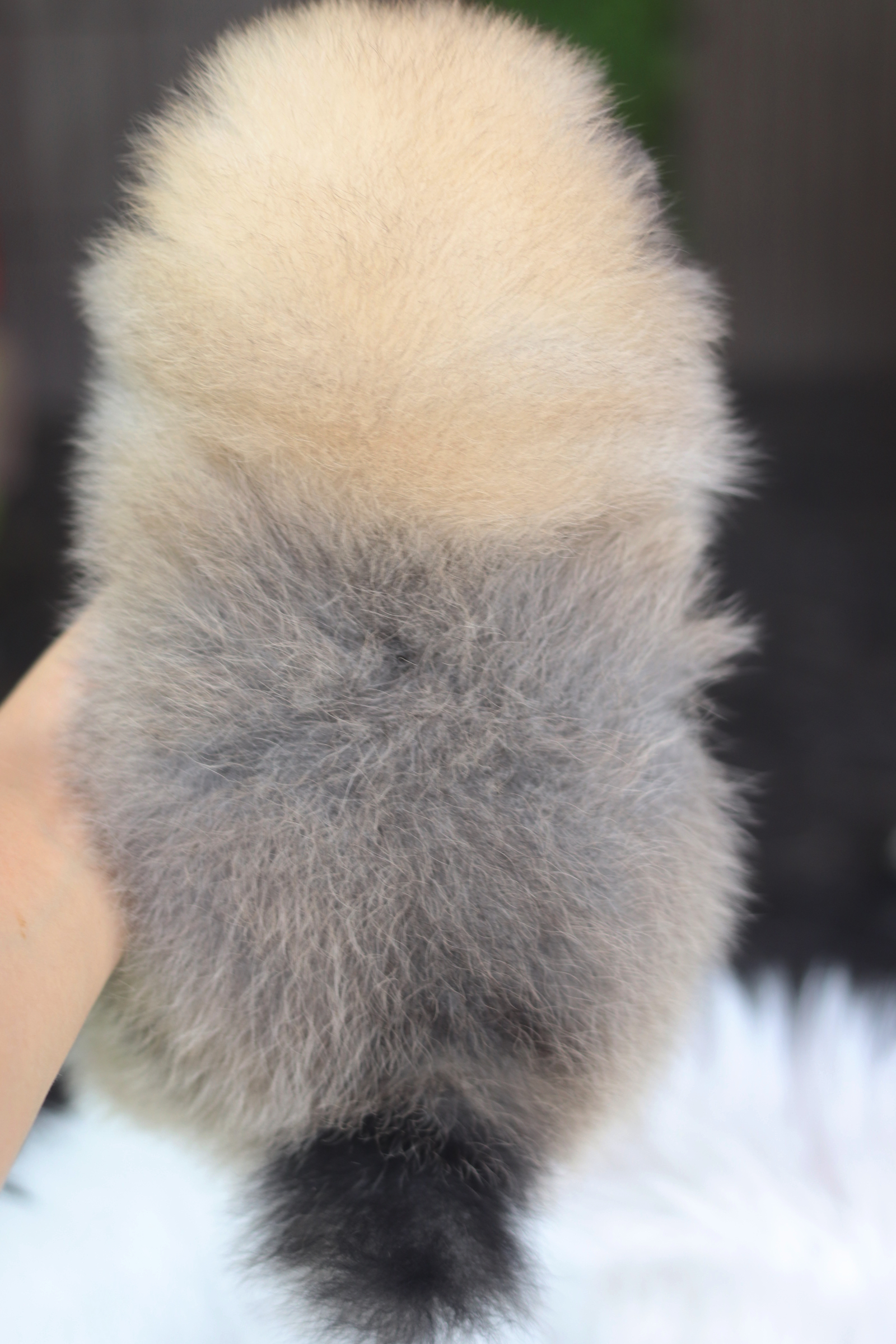 ปอมเมอเรเนียน เพศเมียสีส้ม เกรดโชว์