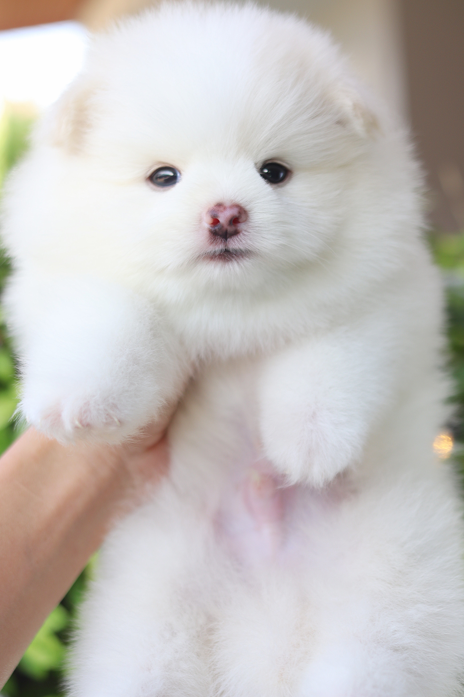 ปอมเมอเรเนียน เพศผู้สีขาวครีม