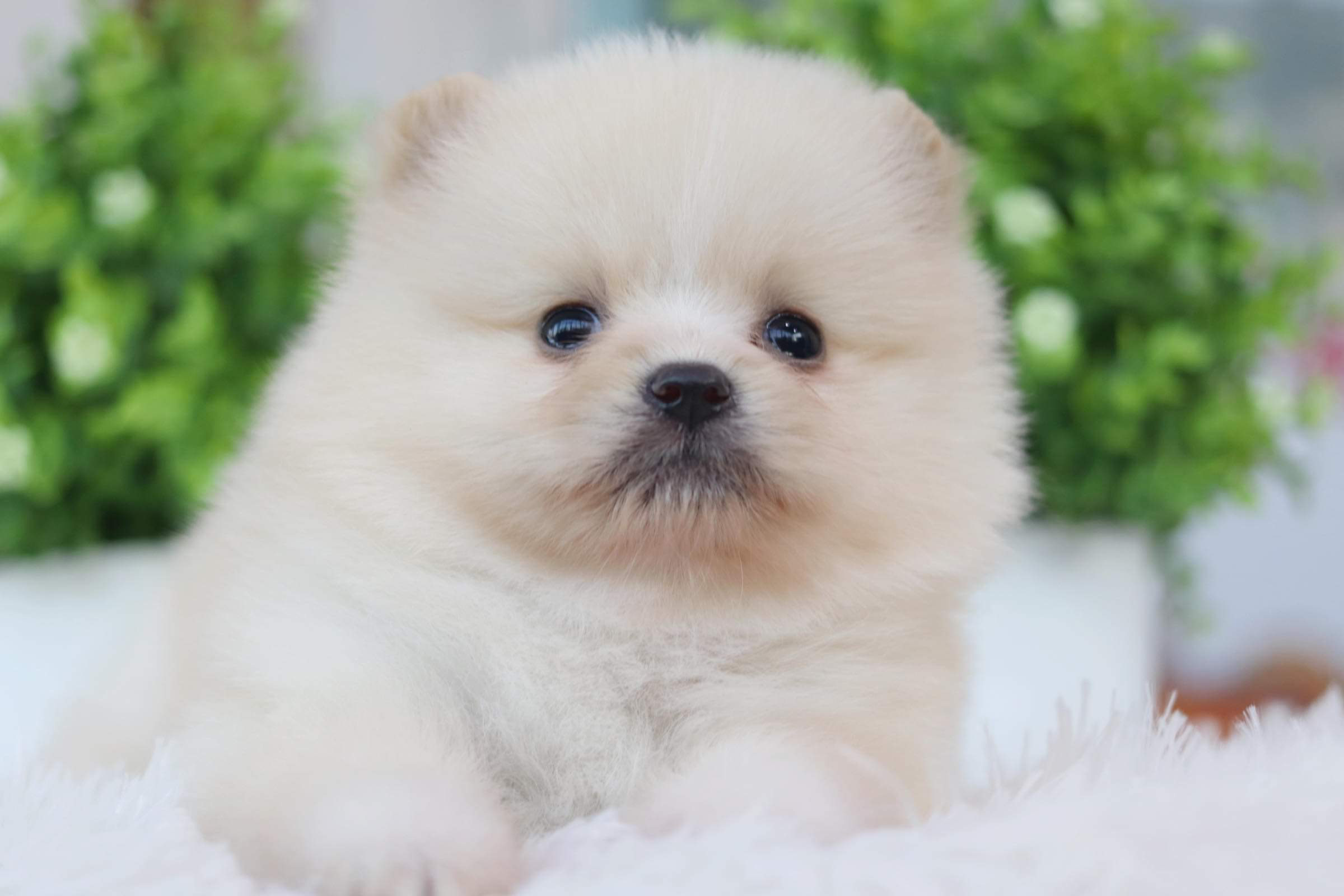 ปอมเมอเรเนียน เพศเมีย