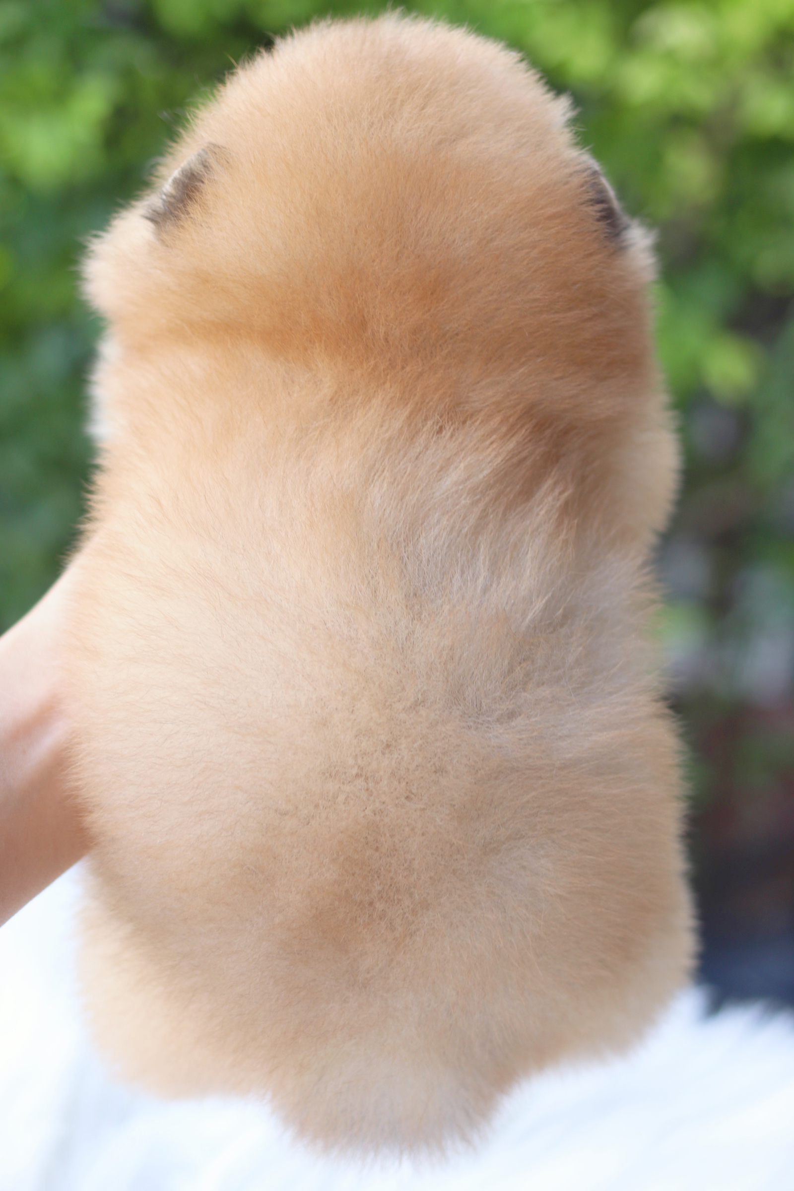 ปอมเมอเรเนียน เพศผู้สีส้ม