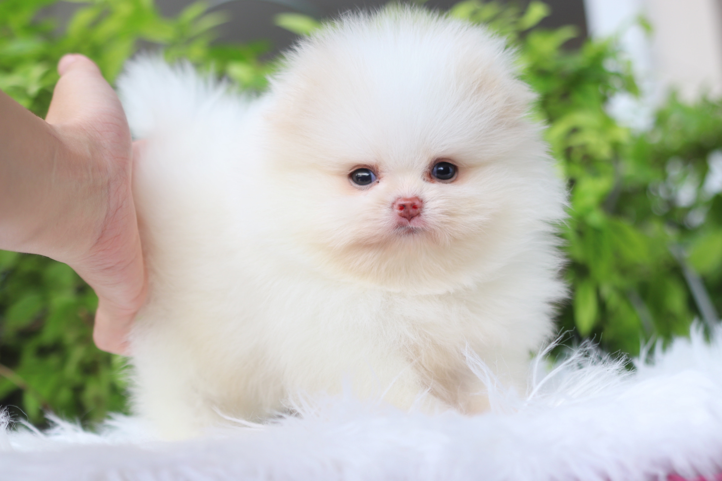 ปอมเมอเรเนียน เพศเมียสีขาวครีมเกรดโชว์