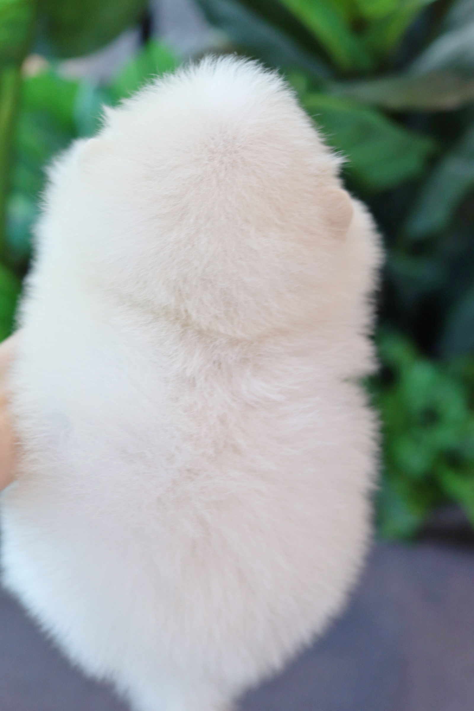 ปอมเมอเรเนียน เพศผู้ สีครีม