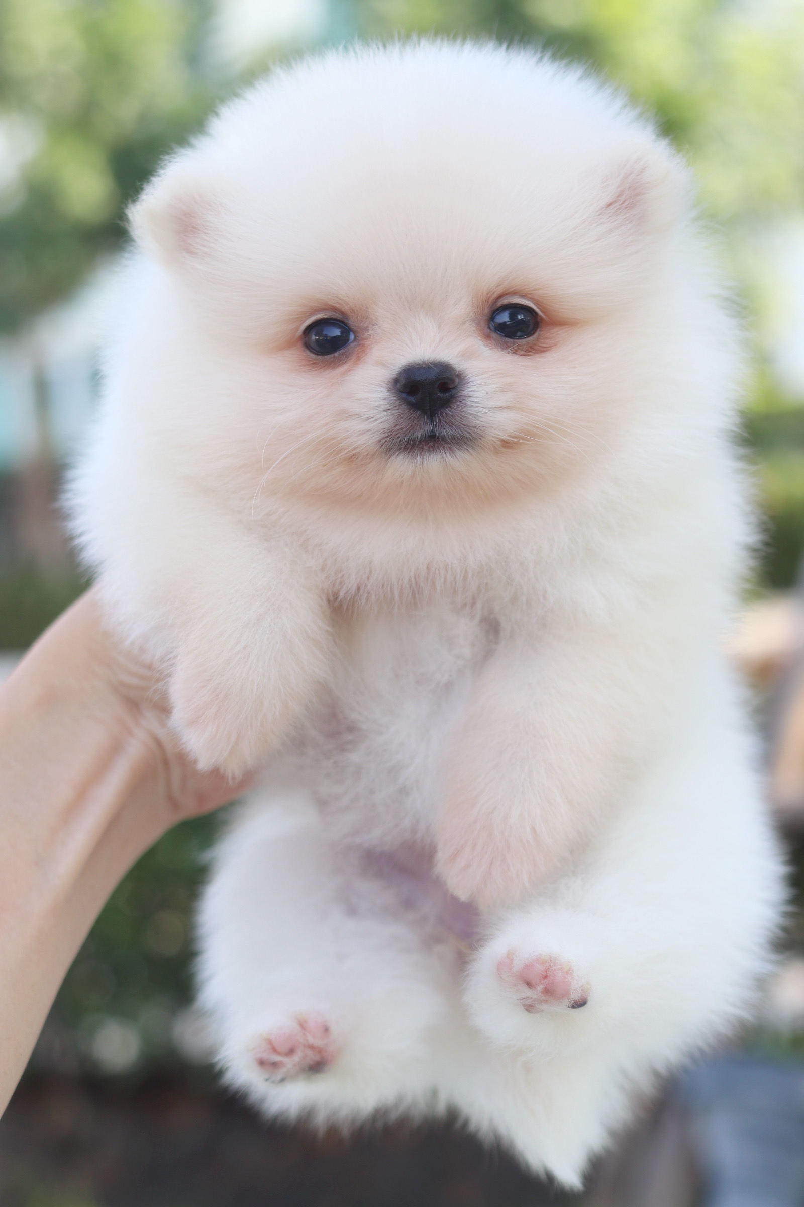 ปอมเมอเรเนียน เพศเมียสีขาวครีม